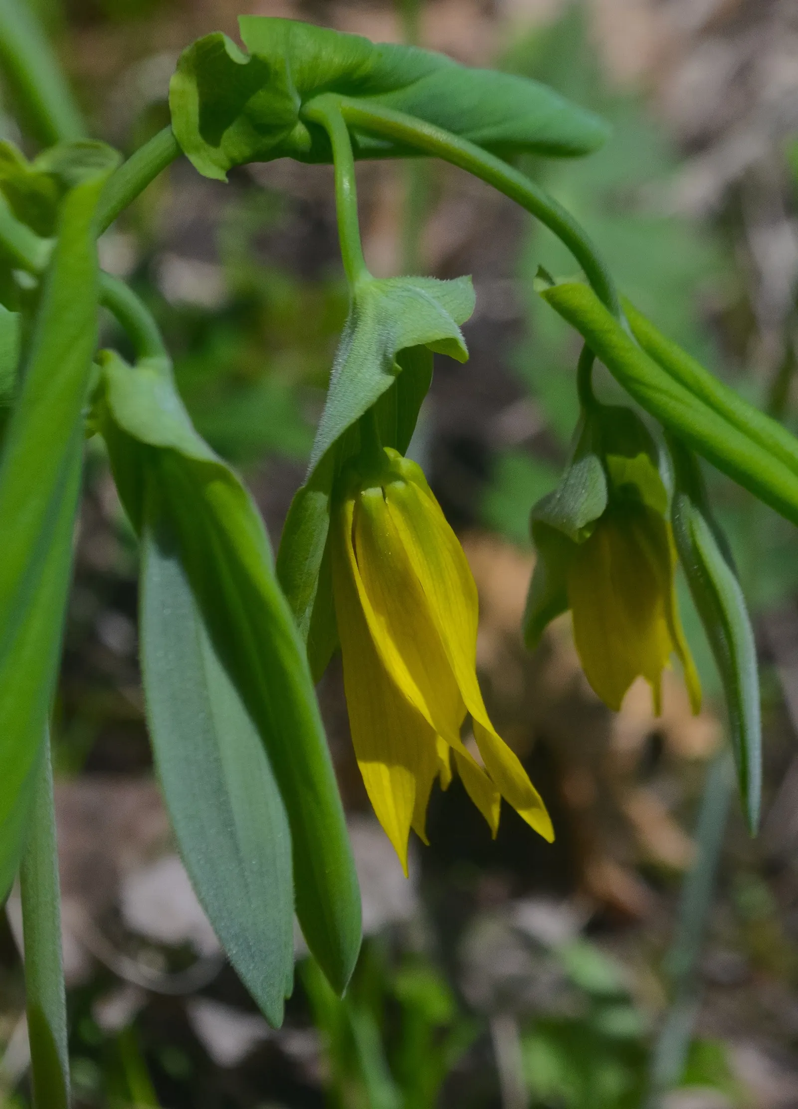 Bellwort (Uvularia Grandiflora) — naturalistic accent to shade gardens; which are approximately 1 to 2 inches in length, image 52