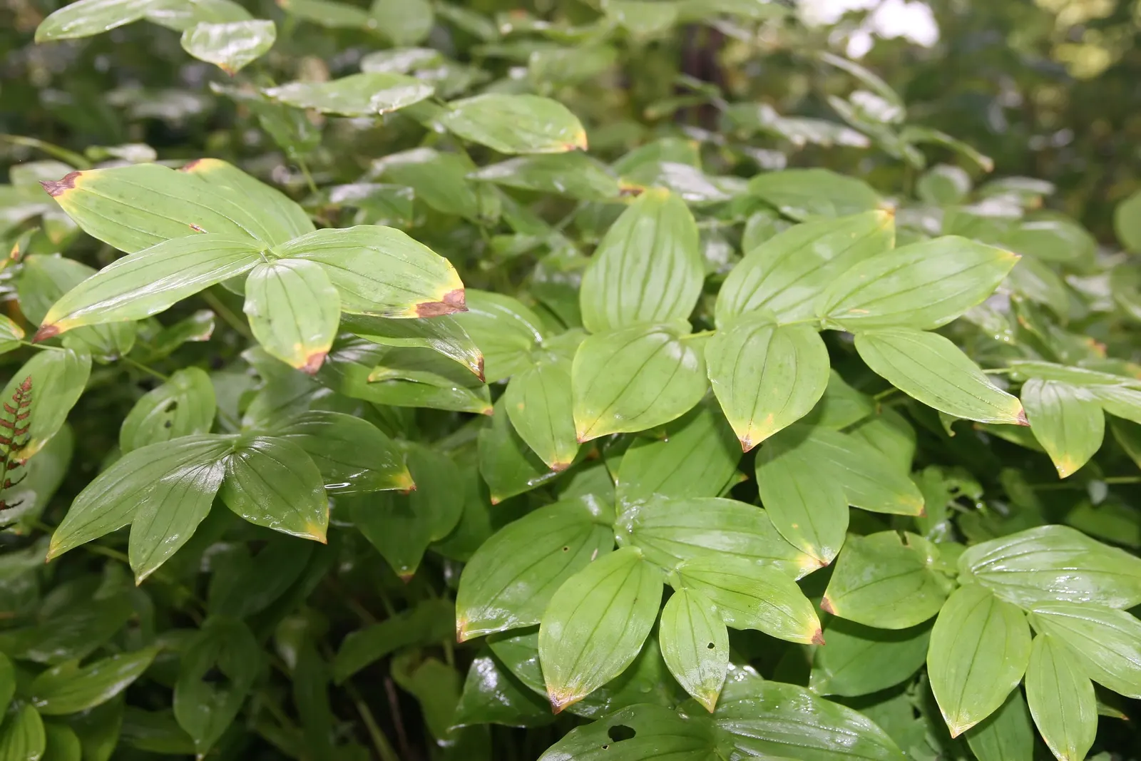 Bellwort (Uvularia Grandiflora) — which are approximately 1 to 2 inches in length; these bell-shaped blooms not only offer a subtle aesthetic, image 108