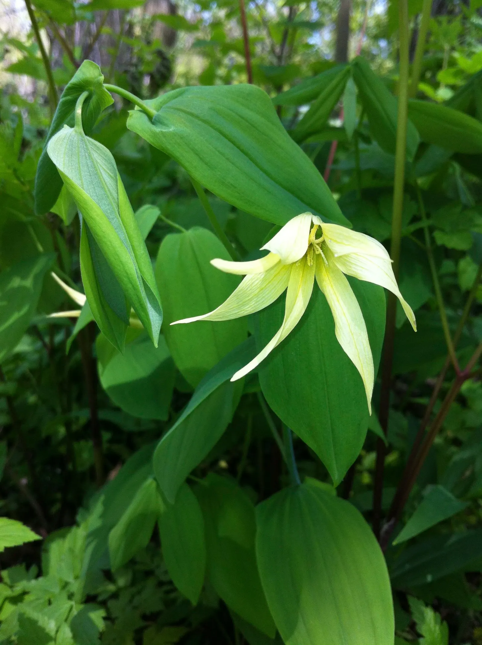 Bellwort (Uvularia Grandiflora) — is a charming herbaceous perennial indigenous to Eastern North America; also commonly known as large-flowered, image 77