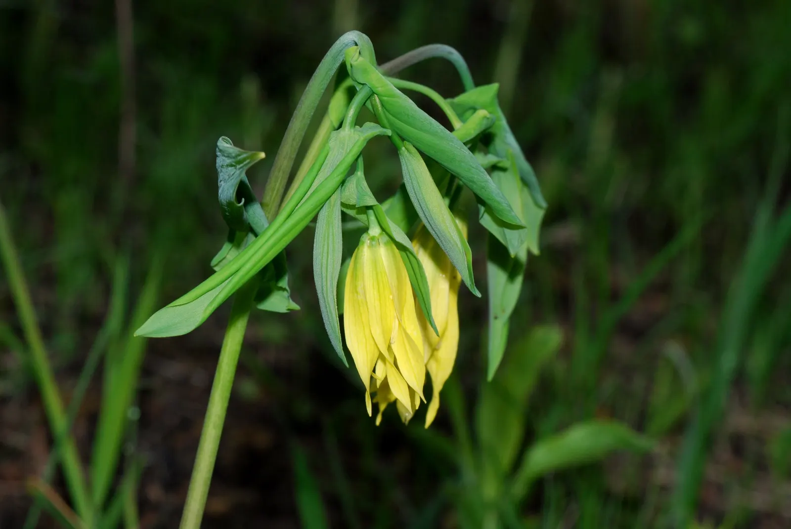 Bellwort (Uvularia Grandiflora) — smooth texture that adds to its visual appeal; it boasts pendulous, bell-shaped yellow flowers up to 2 inches long in spring