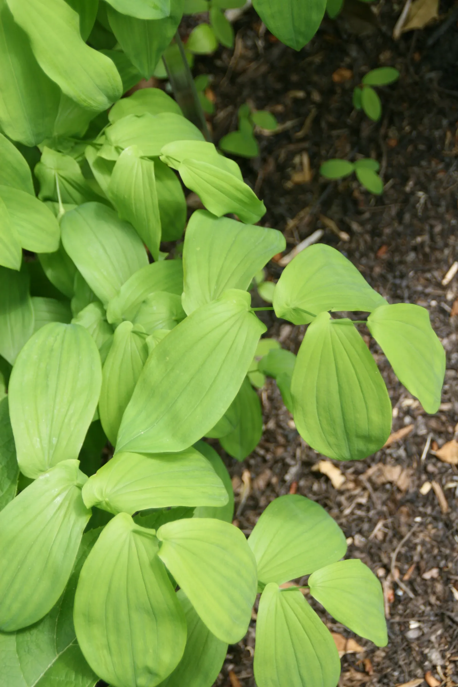 Bellwort (Uvularia Grandiflora) — including bees and butterflies.<br><br>Maintenance for the bellwort is minimal; is a charming herbaceous, image 110