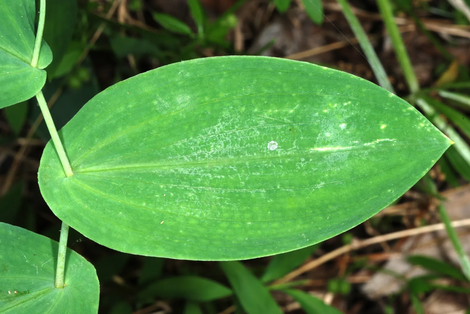 Bellwort (Uvularia Grandiflora) — The bellwort flourishes in dappled shade, image 81