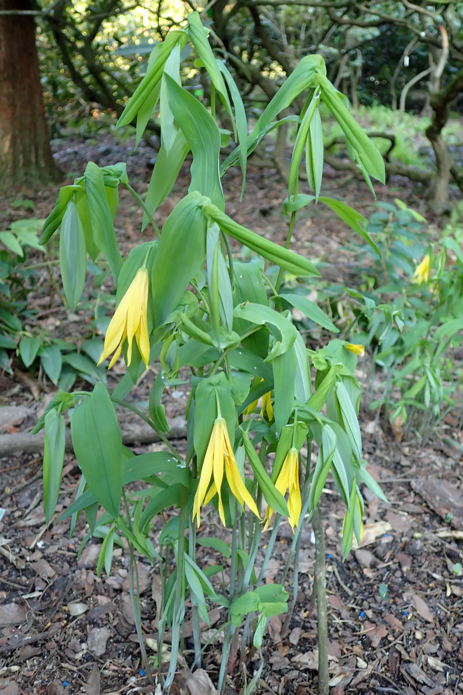 Bellwort (Uvularia Grandiflora) — also commonly known as large-flowered bellwort or merrybells; bulb / perennial for deep shade or shade