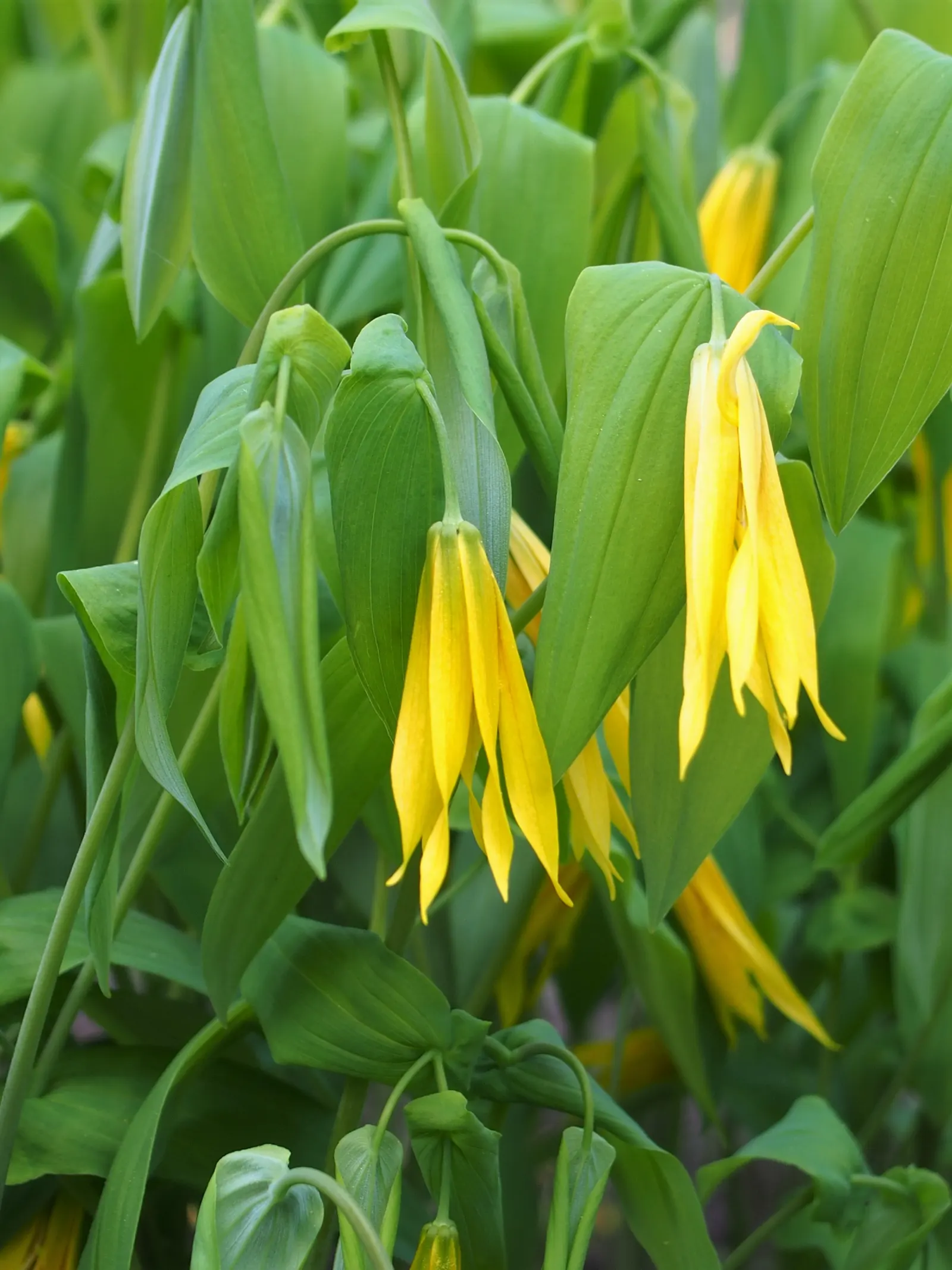 Bellwort (Uvularia Grandiflora) — Its lance-shaped leaves clasp the stem, giving a twisted appearance