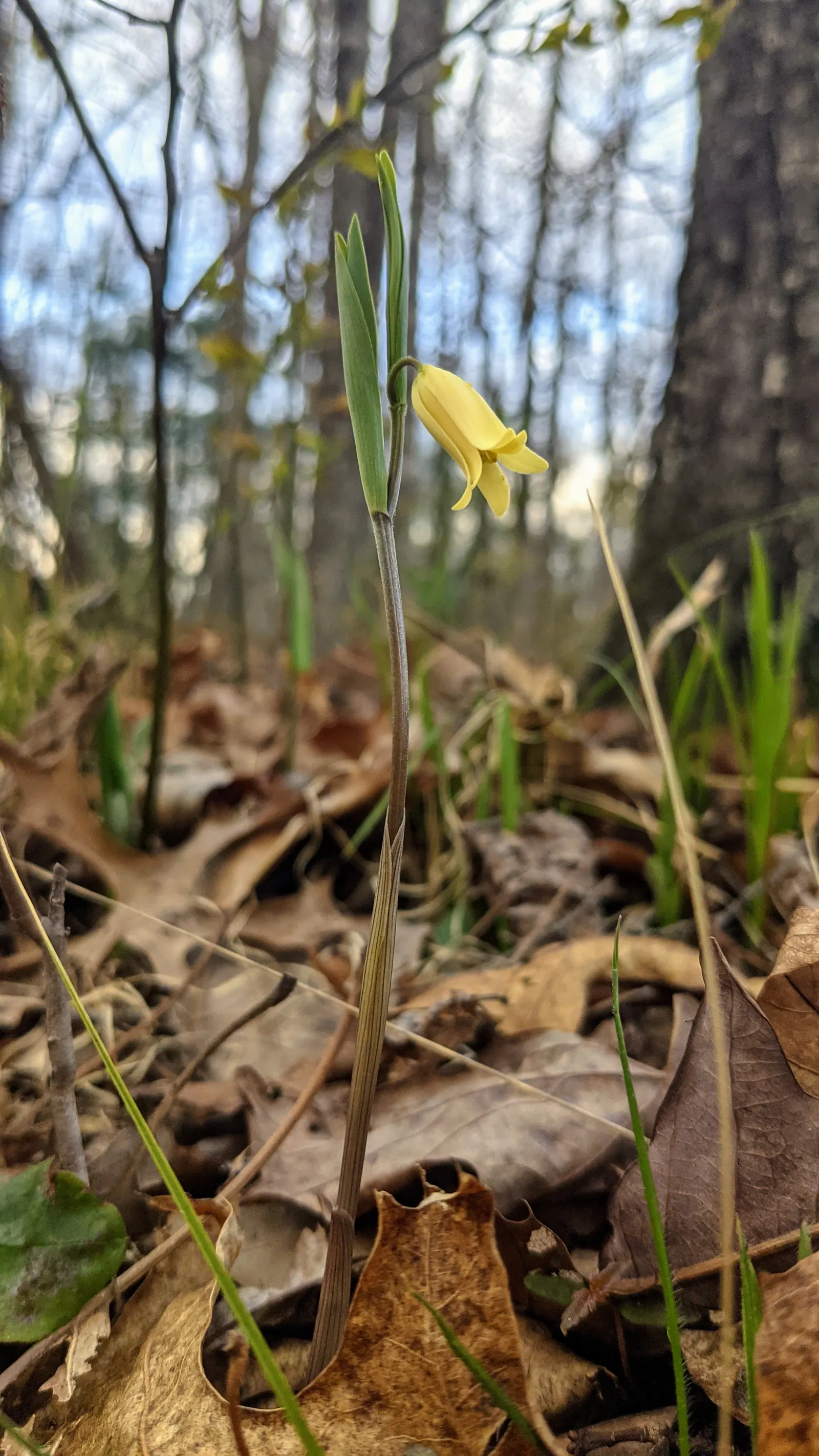 Bellwort (Uvularia Grandiflora) — also commonly known as large-flowered bellwort or merrybells; bulb / perennial for deep shade or shade, image 76
