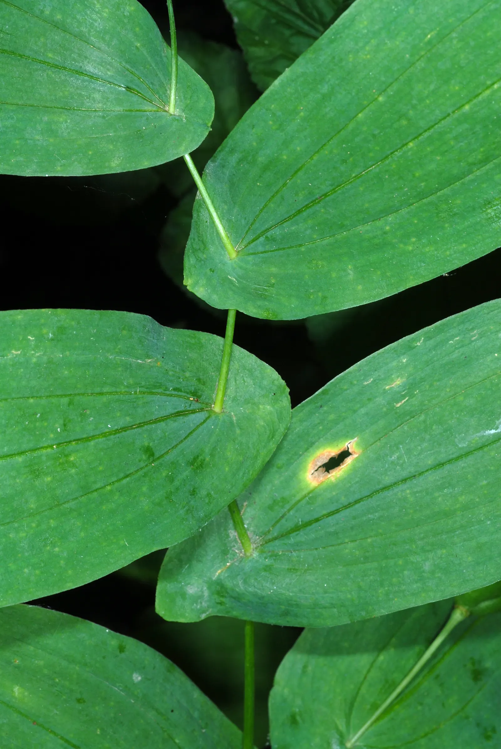 Bellwort (Uvularia Grandiflora) — These bell-shaped blooms not only offer a subtle aesthetic quality but also attract a variety of pollinators, image 132