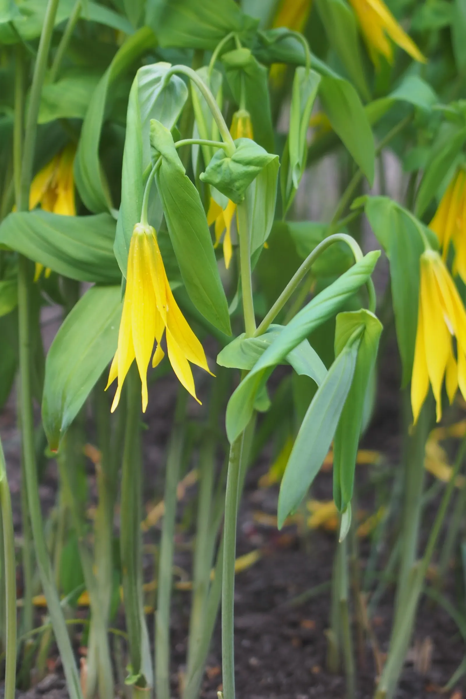 Bellwort (Uvularia Grandiflora) — Its lance-shaped leaves clasp the stem, giving a twisted appearance; is a charming woodland perennial reaching, image 50