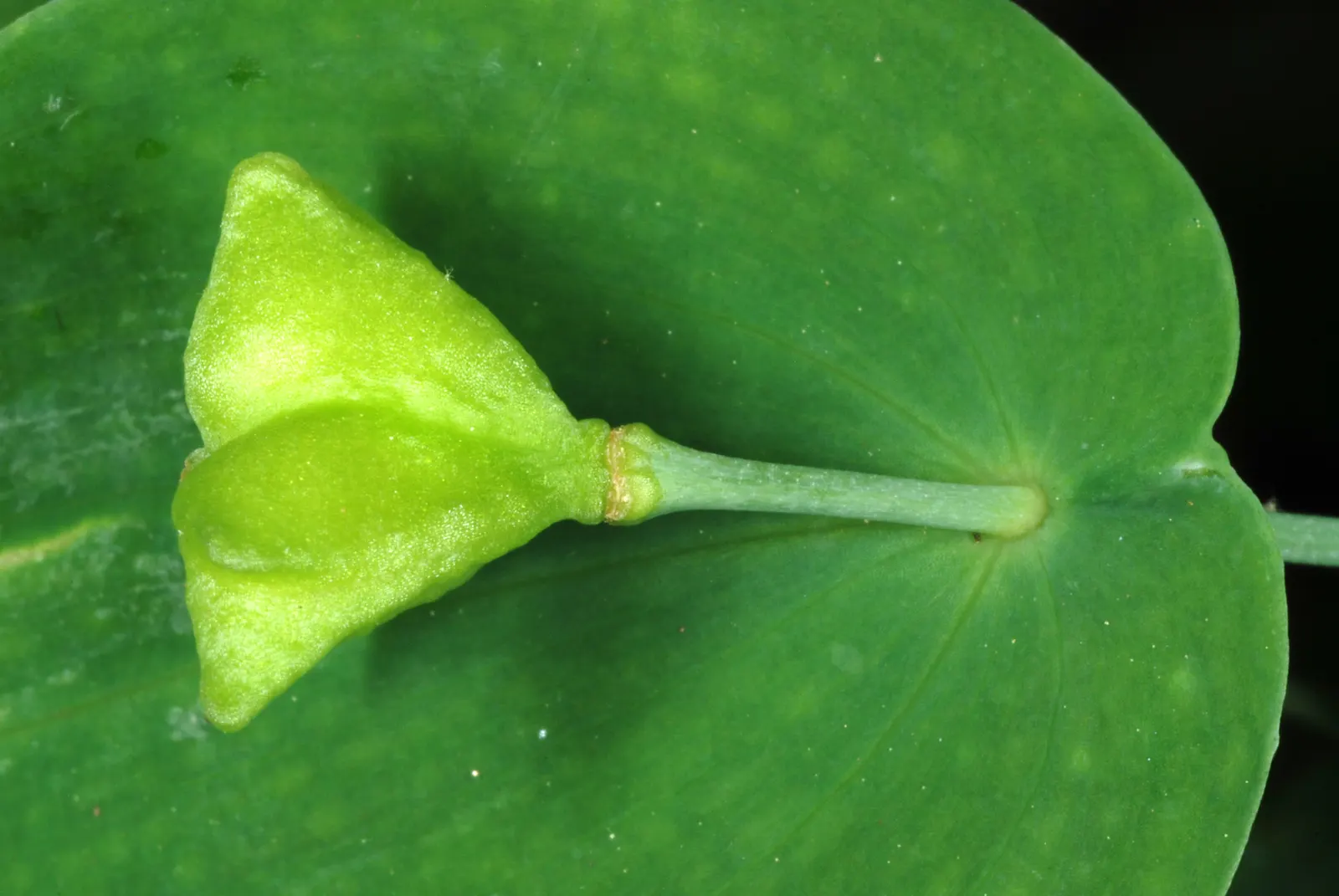 Bellwort (Uvularia Grandiflora) — is a charming herbaceous perennial indigenous to Eastern North America; also commonly known as large-flowered, image 100