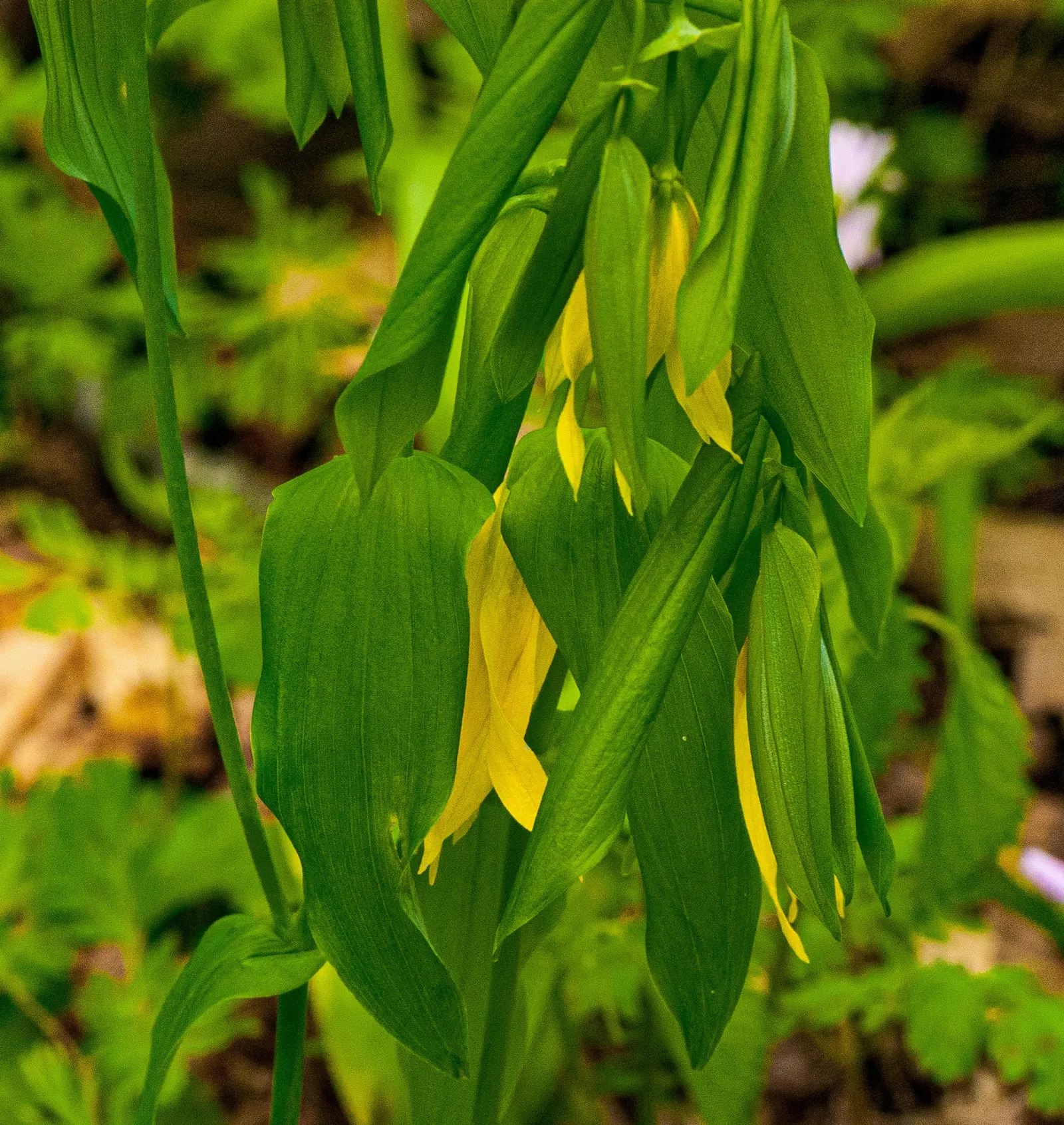 Bellwort (Uvularia Grandiflora) — also commonly known as large-flowered bellwort or merrybells; bulb / perennial for deep shade or shade, image 53