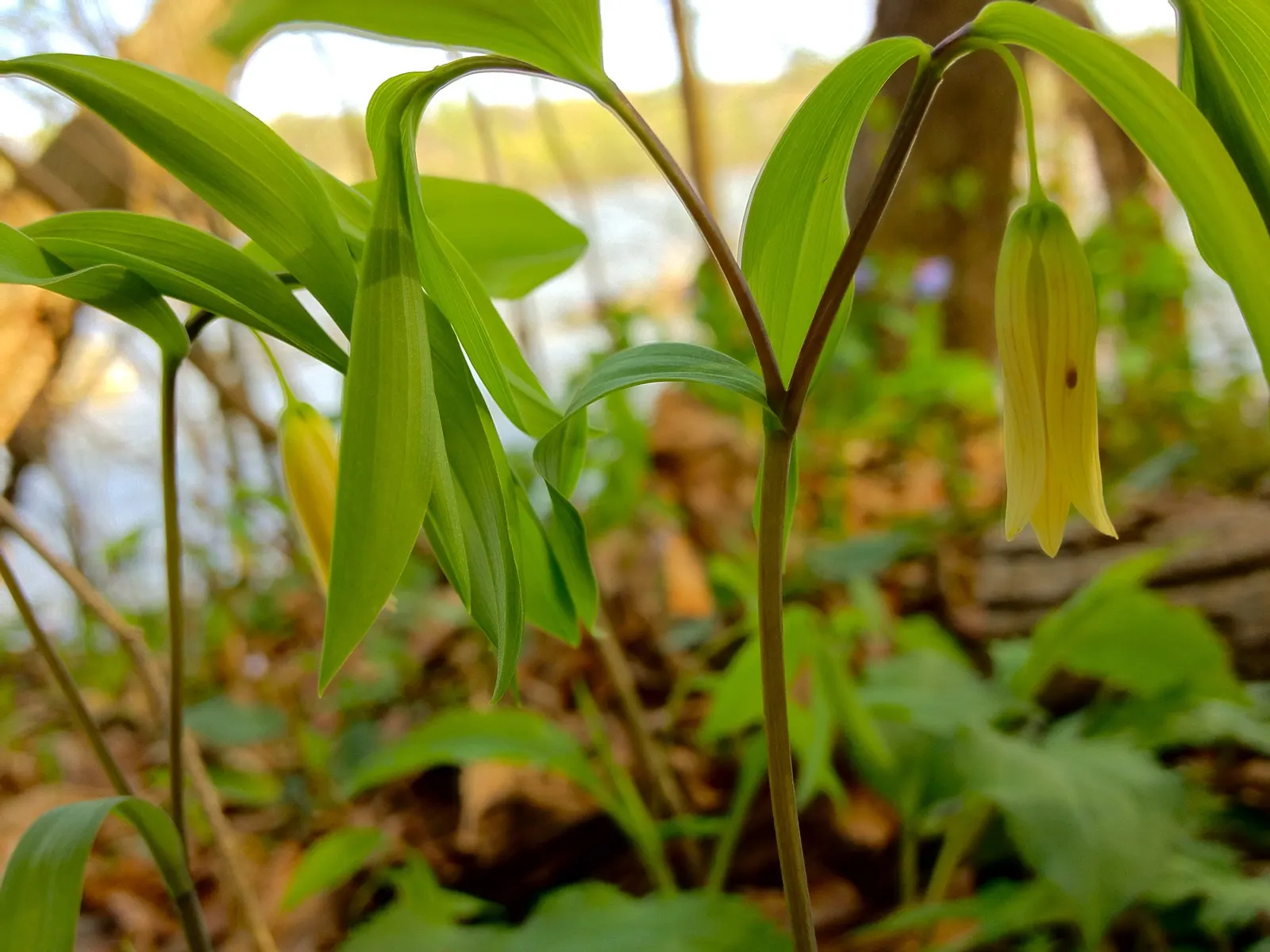 Bellwort (Uvularia Grandiflora) — is a charming herbaceous perennial indigenous to Eastern North America; also commonly known as large-flowered bellwort or