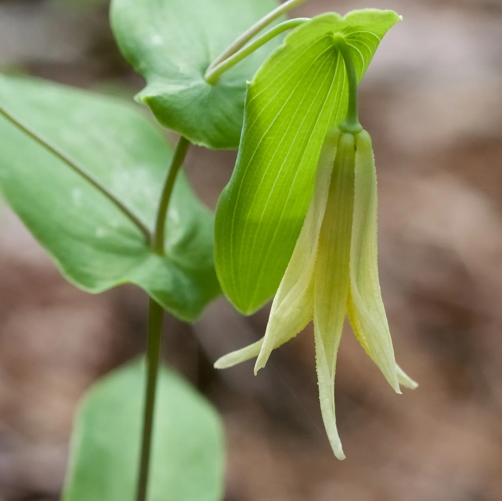 Bellwort (Uvularia Grandiflora) — the bellwort produces pendulous; it thrives in USDA hardiness zones 3 through 9, image 107