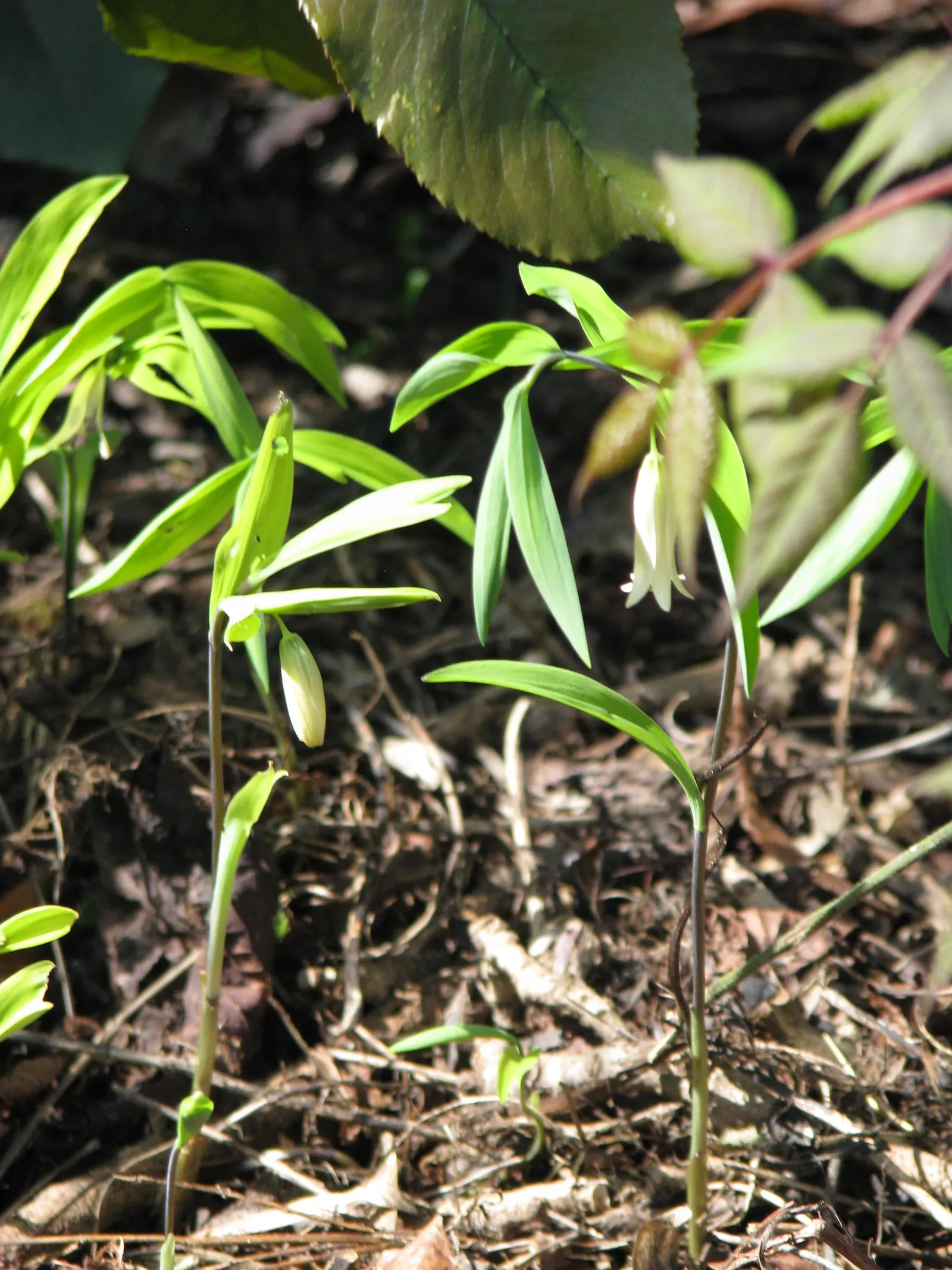 Bellwort (Uvularia Grandiflora) — bulb / perennial with yellow blooms; making it a perfect understory plant for woodland or naturalized garden, image 68