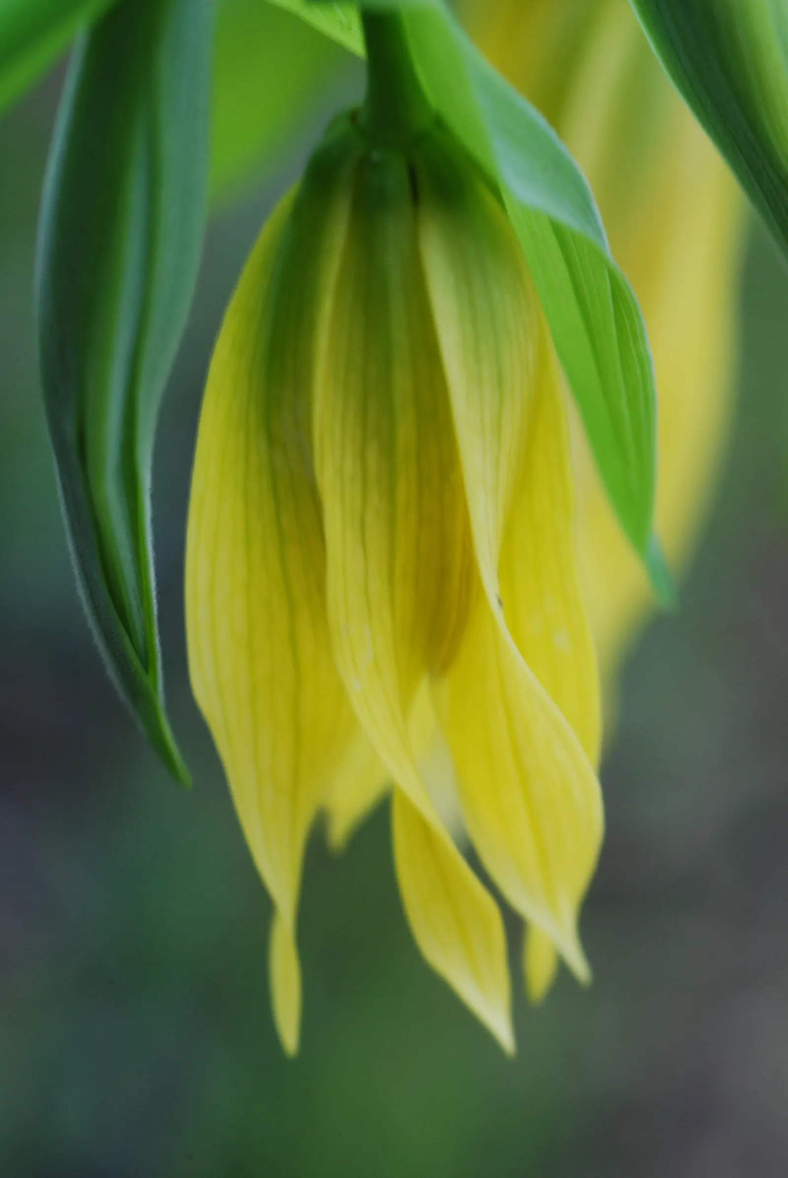 Bellwort (Uvularia Grandiflora) — bulb / perennial with yellow blooms; making it a perfect understory plant for woodland or naturalized garden, image 114