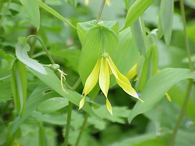 Bellwort (Uvularia Grandiflora) — making it a perfect understory plant for woodland or naturalized garden settings; where its serene flowers and foliage can