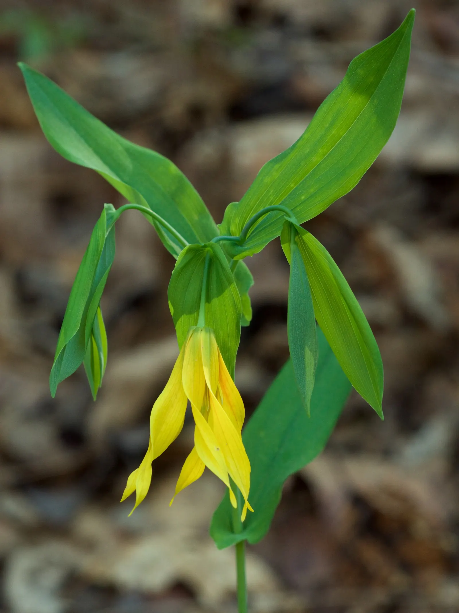 Bellwort (Uvularia Grandiflora) — also commonly known as large-flowered bellwort or merrybells; bulb / perennial for deep shade or shade, image 99