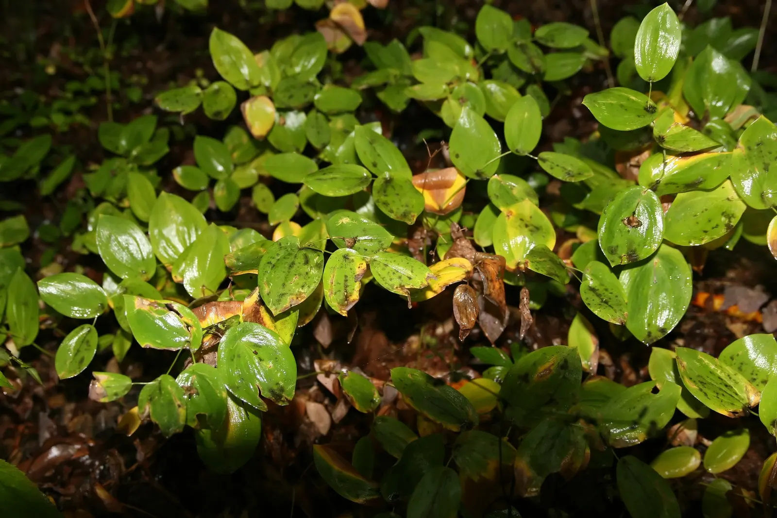 Bellwort (Uvularia Grandiflora) — exemplifying its adaptability to a range of temperate conditions; preferring partial to full shade and moist, image 57