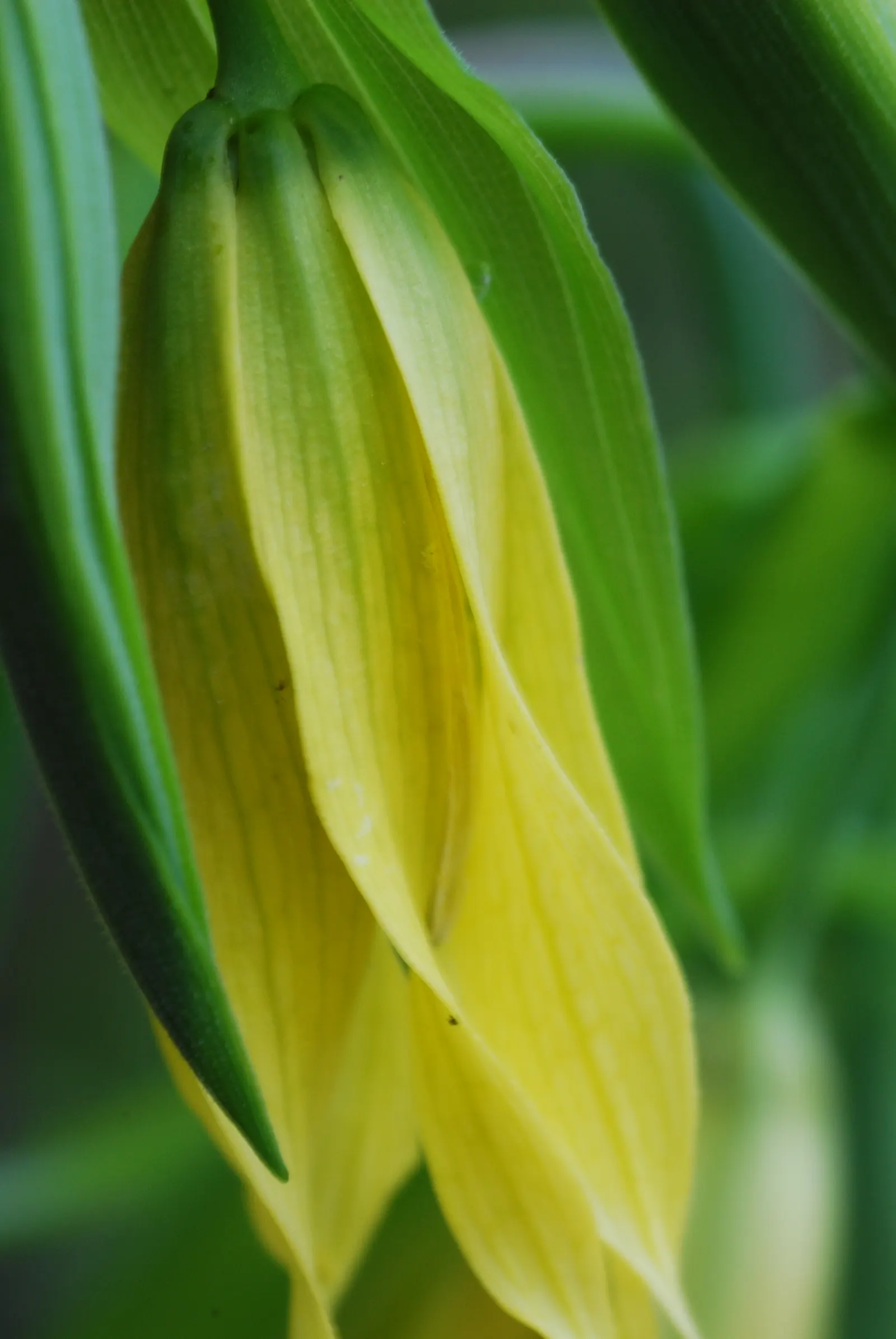 Bellwort (Uvularia Grandiflora) — making it a perfect understory plant for woodland or naturalized garden settings; where its serene flowers and, image 82