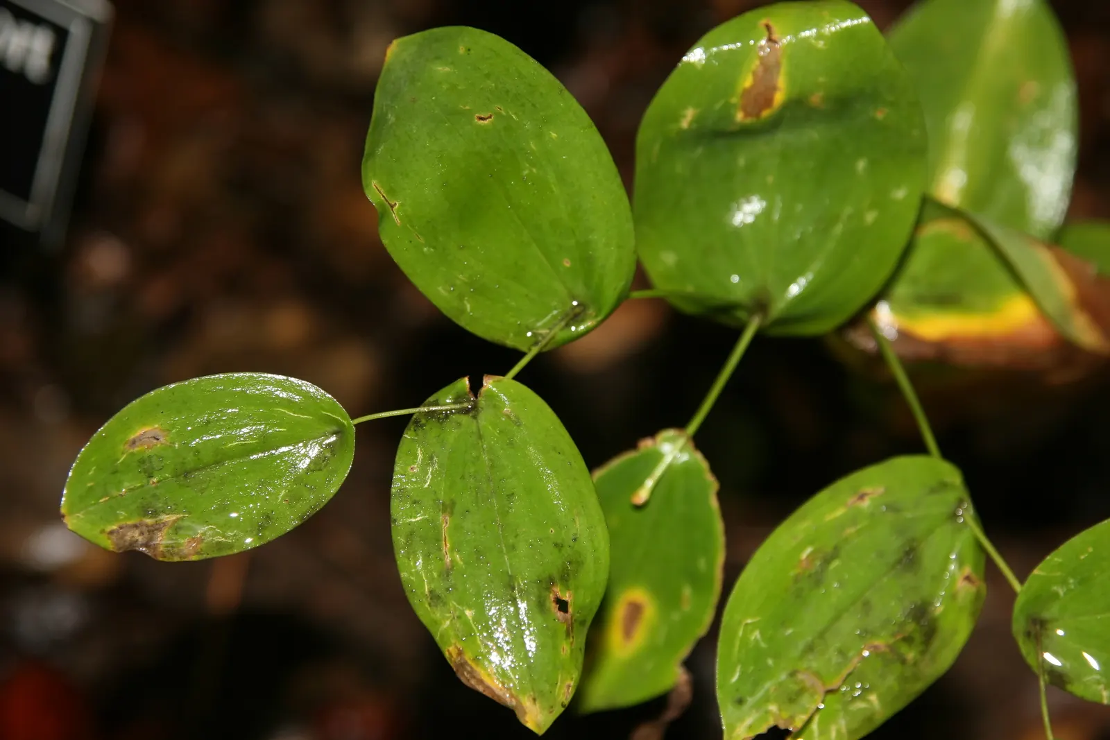 Bellwort (Uvularia Grandiflora) — commonly known as Bellwort or Large-flowered Bellwort; its lance-shaped leaves clasp the stem, giving a twisted, image 70