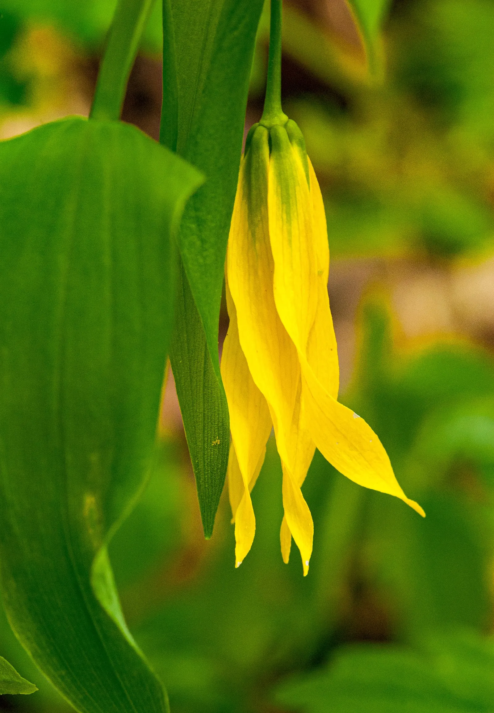Bellwort (Uvularia Grandiflora) — including bees and butterflies.<br><br>Maintenance for the bellwort is minimal; is a charming herbaceous perennial indigenous