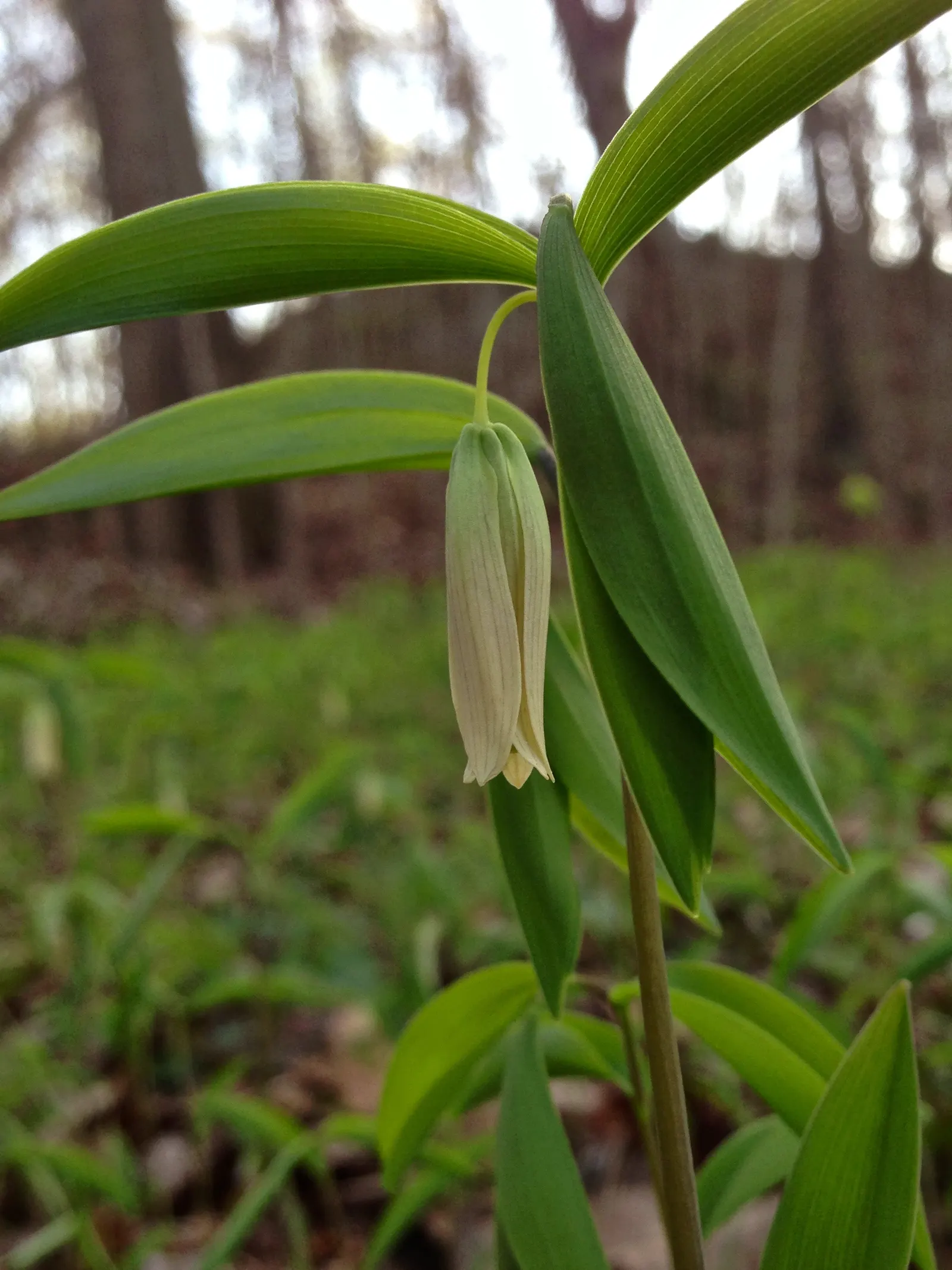 Bellwort (Uvularia Grandiflora) — is a charming woodland perennial reaching 12-18 inches in height; exemplifying its adaptability to a range of, image 48