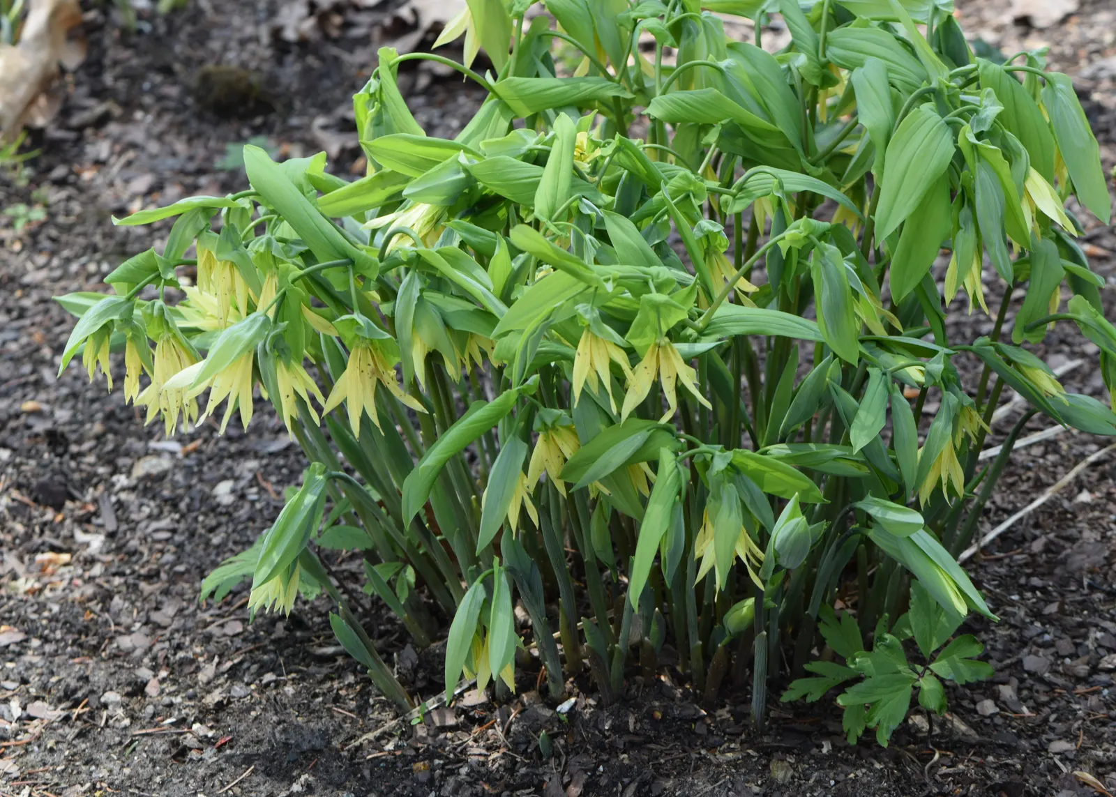 Bellwort (Uvularia Grandiflora) — making it a perfect understory plant for woodland or naturalized garden settings; where its serene flowers and, image 59