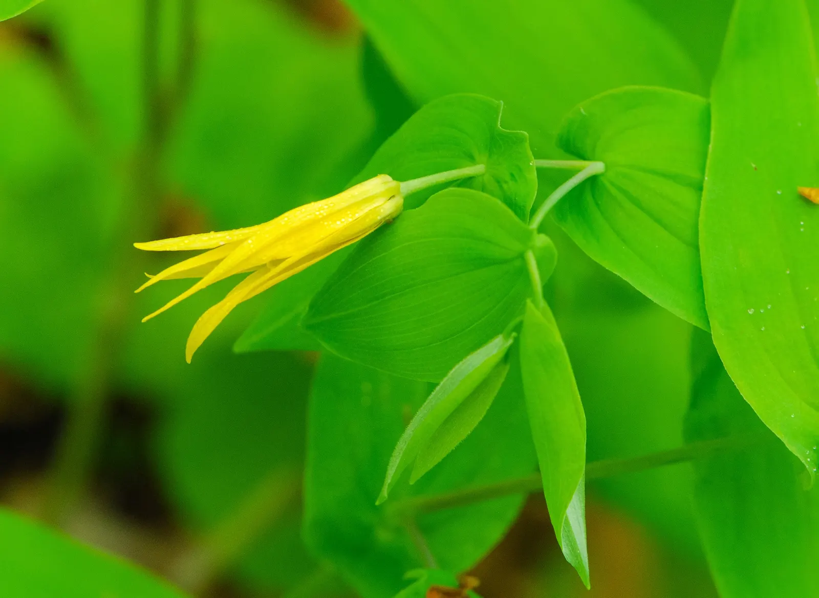 Bellwort (Uvularia Grandiflora) — is a charming woodland perennial reaching 12-18 inches in height