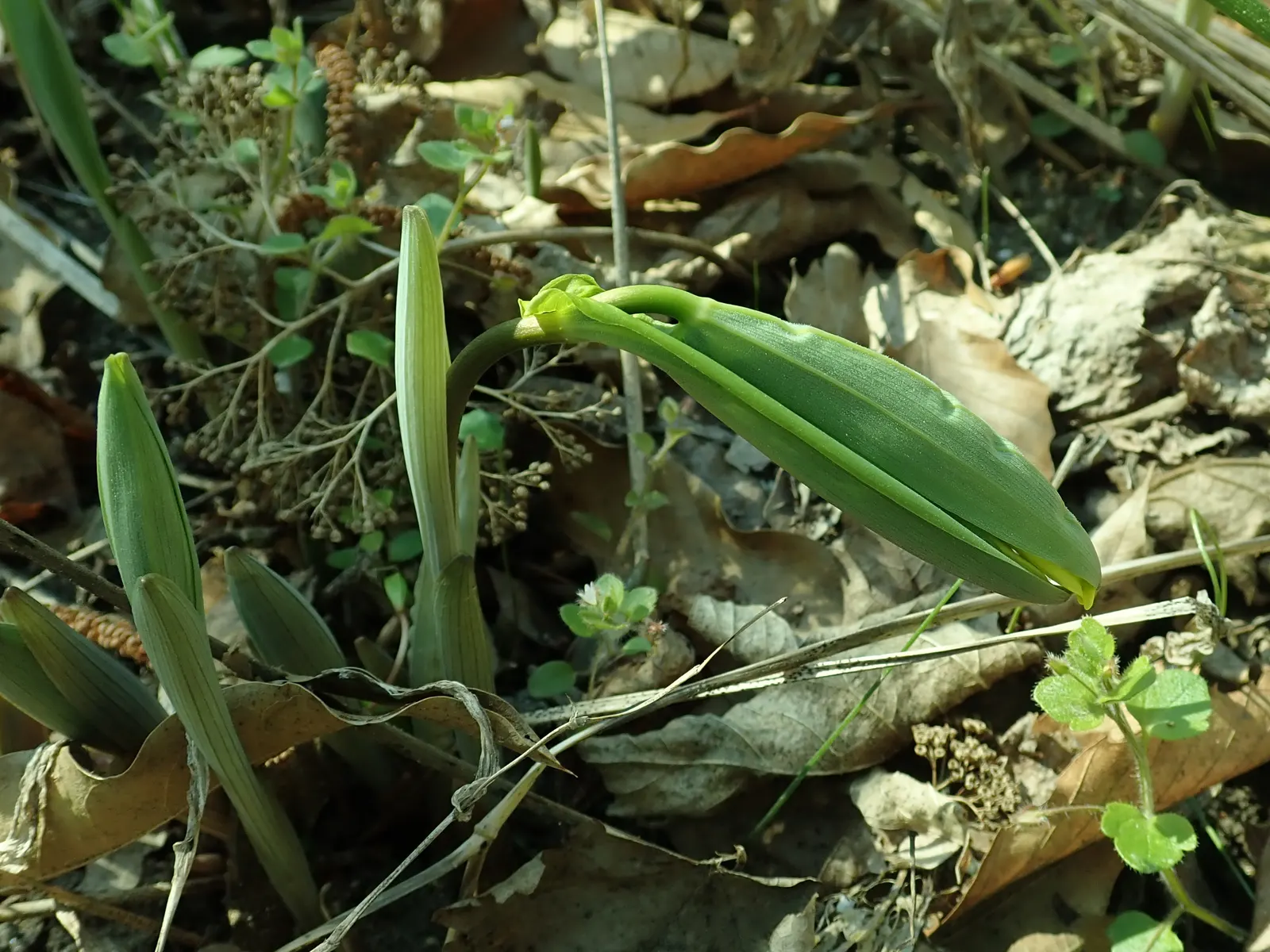 Bellwort (Uvularia Grandiflora) — also commonly known as large-flowered bellwort or merrybells; bulb / perennial for deep shade or shade, image 122