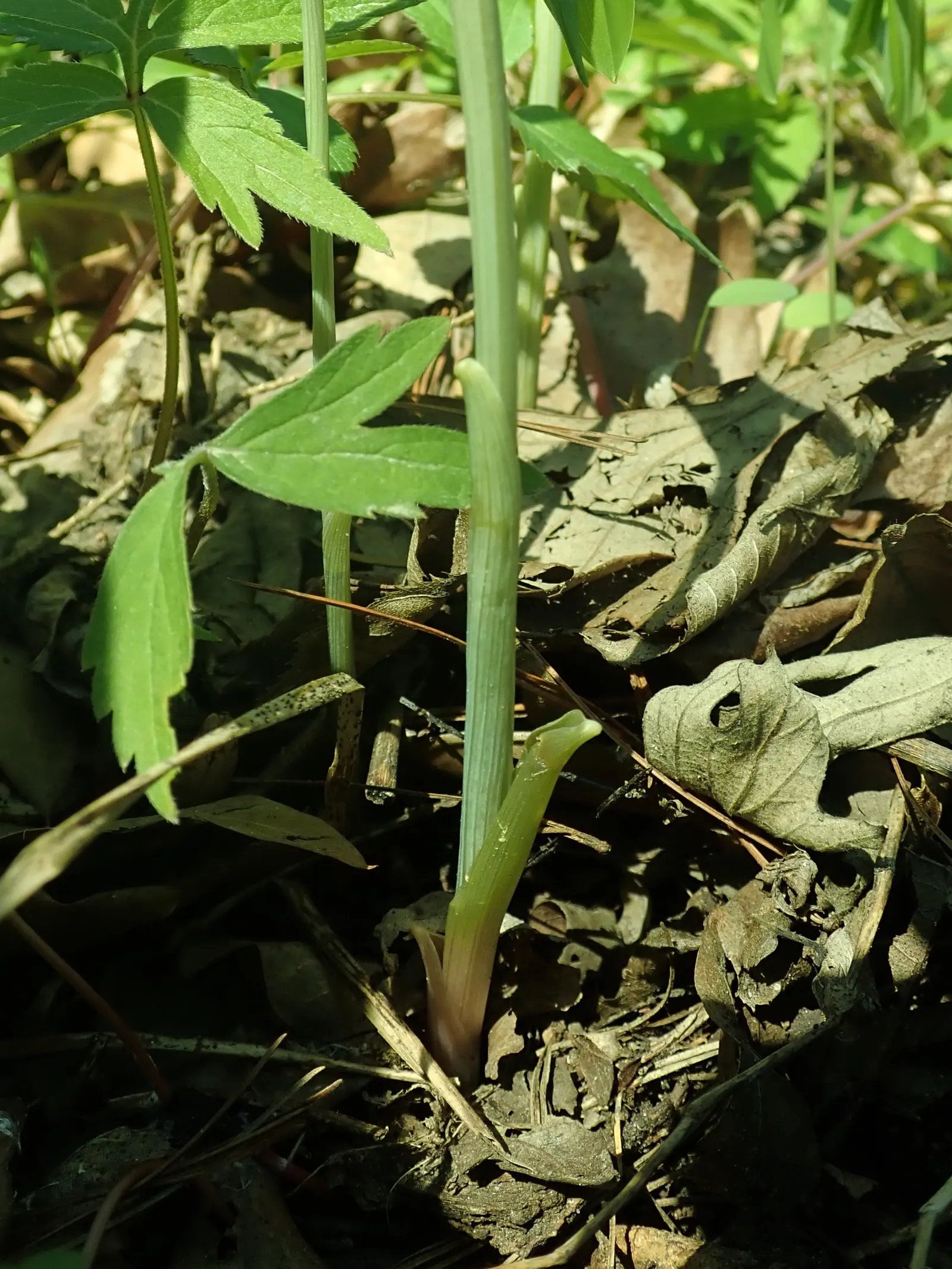 Bellwort (Uvularia Grandiflora) — bulb / perennial for deep shade or shade; woodland aesthetic for the client to enjoy, image 115