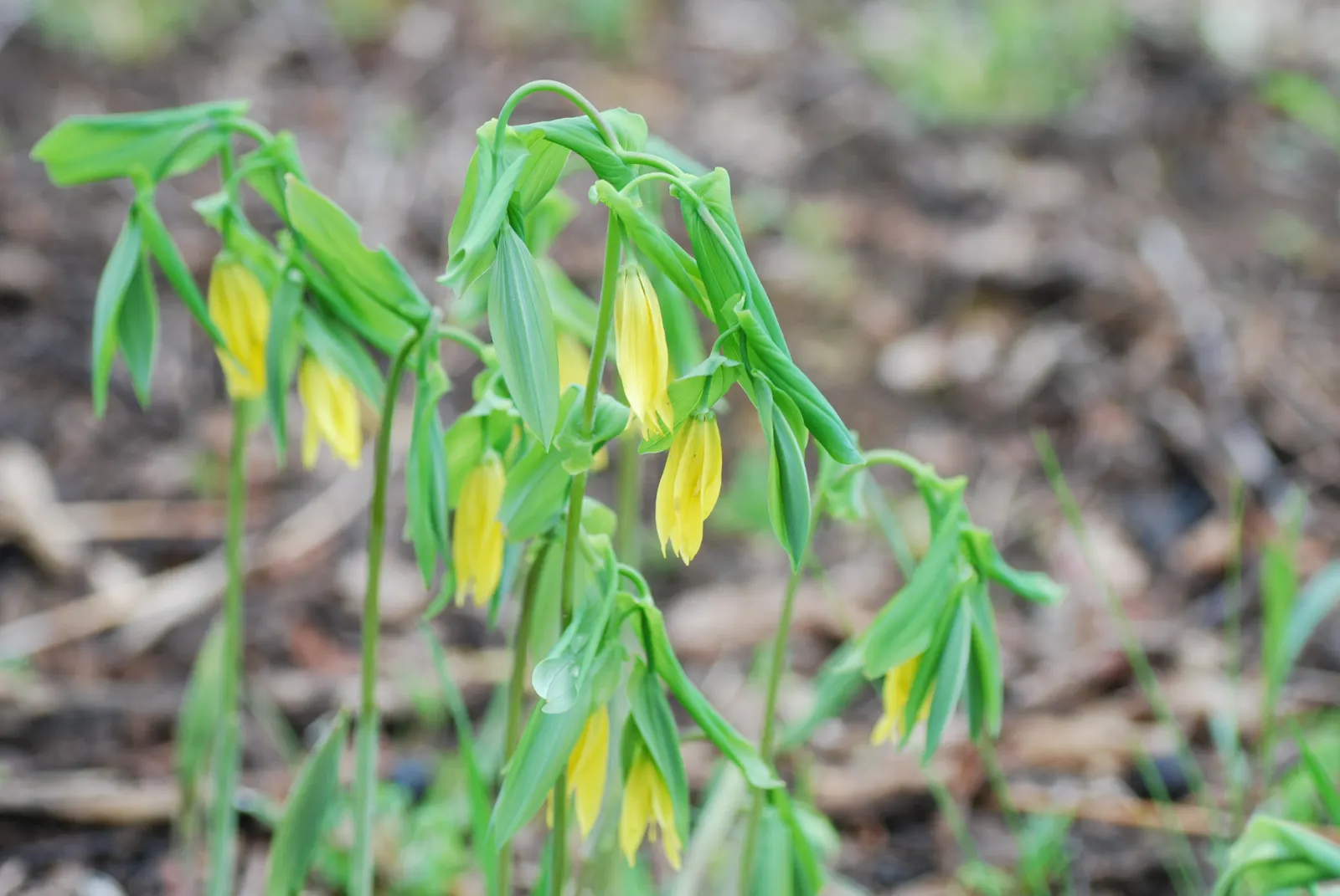 Bellwort (Uvularia Grandiflora) — exemplifying its adaptability to a range of temperate conditions; preferring partial to full shade and moist, image 126