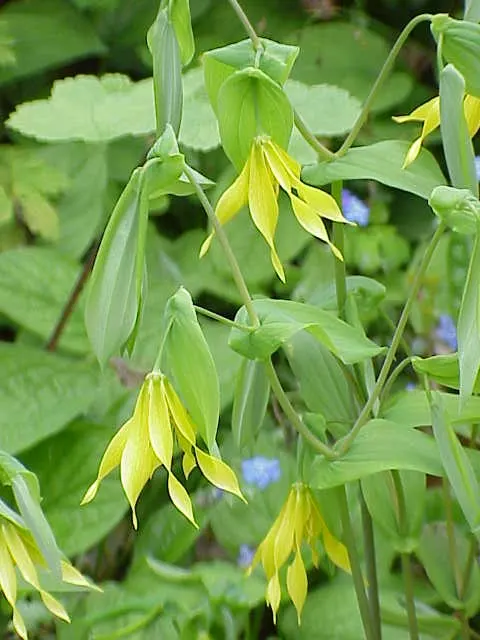 Bellwort (Uvularia Grandiflora) — the bellwort produces pendulous; it thrives in USDA hardiness zones 3 through 9, image 84
