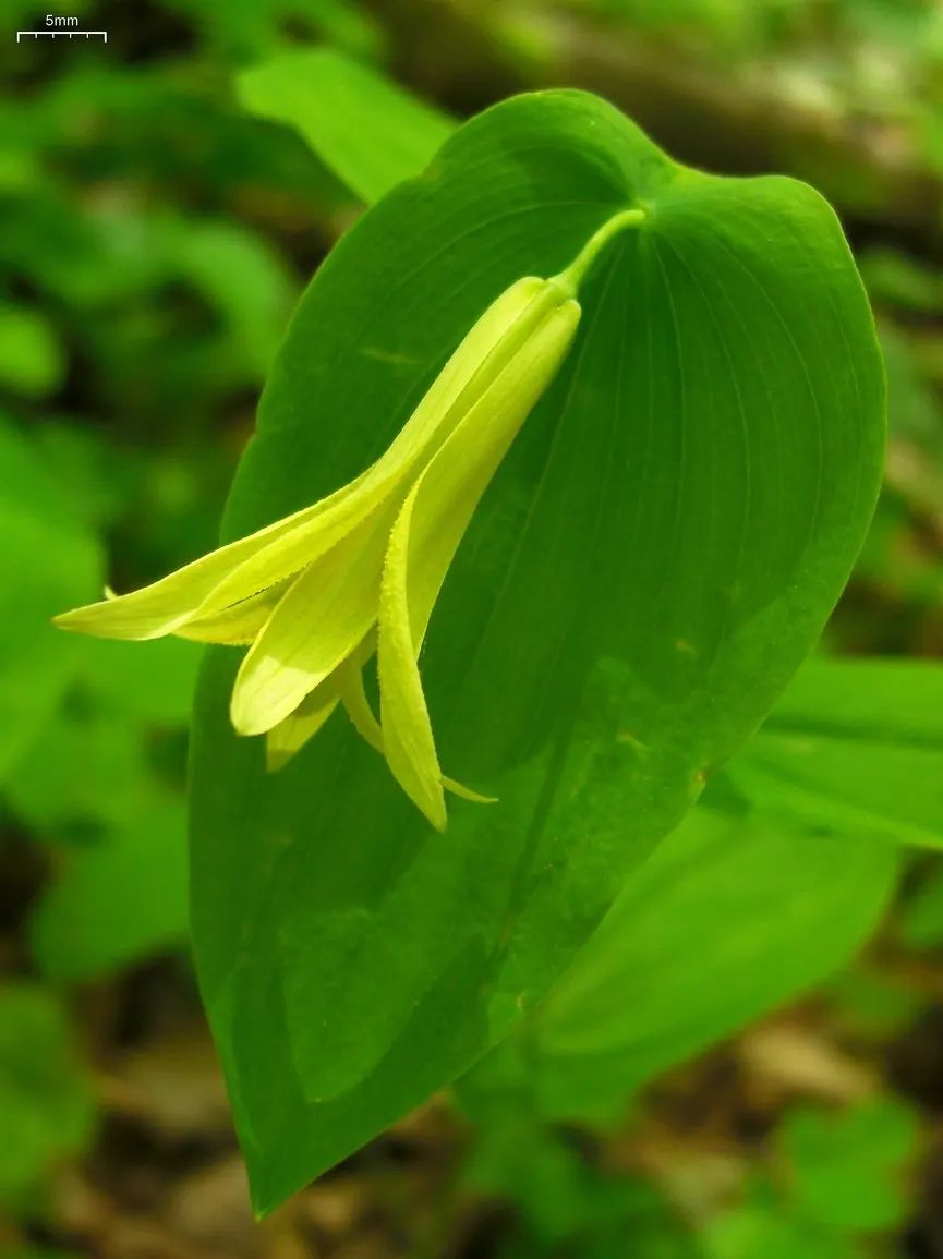 Bellwort (Uvularia Grandiflora) — woodland aesthetic for the client to enjoy; bulb / perennial with yellow blooms, image 89