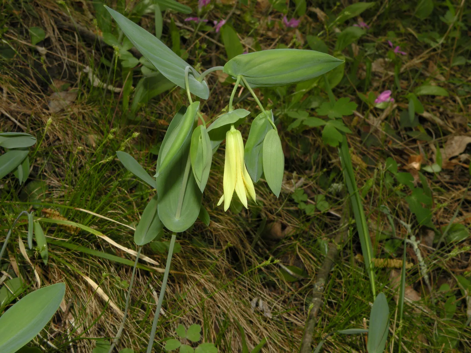 Bellwort (Uvularia Grandiflora) — The bellwort flourishes in dappled shade, image 58