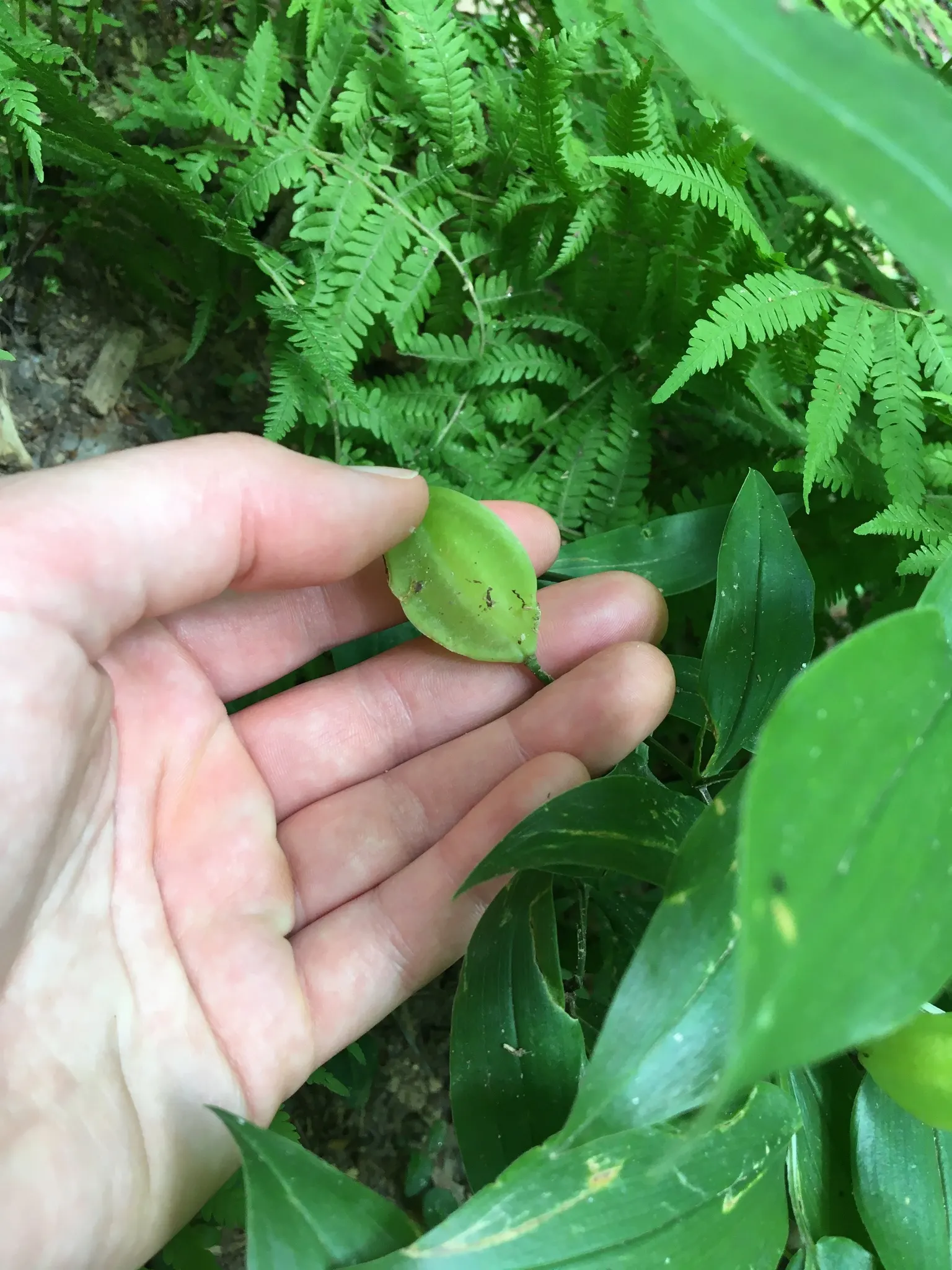 Bellwort (Uvularia Grandiflora) — where its serene flowers and foliage can provide a natural; the bellwort produces pendulous, image 111