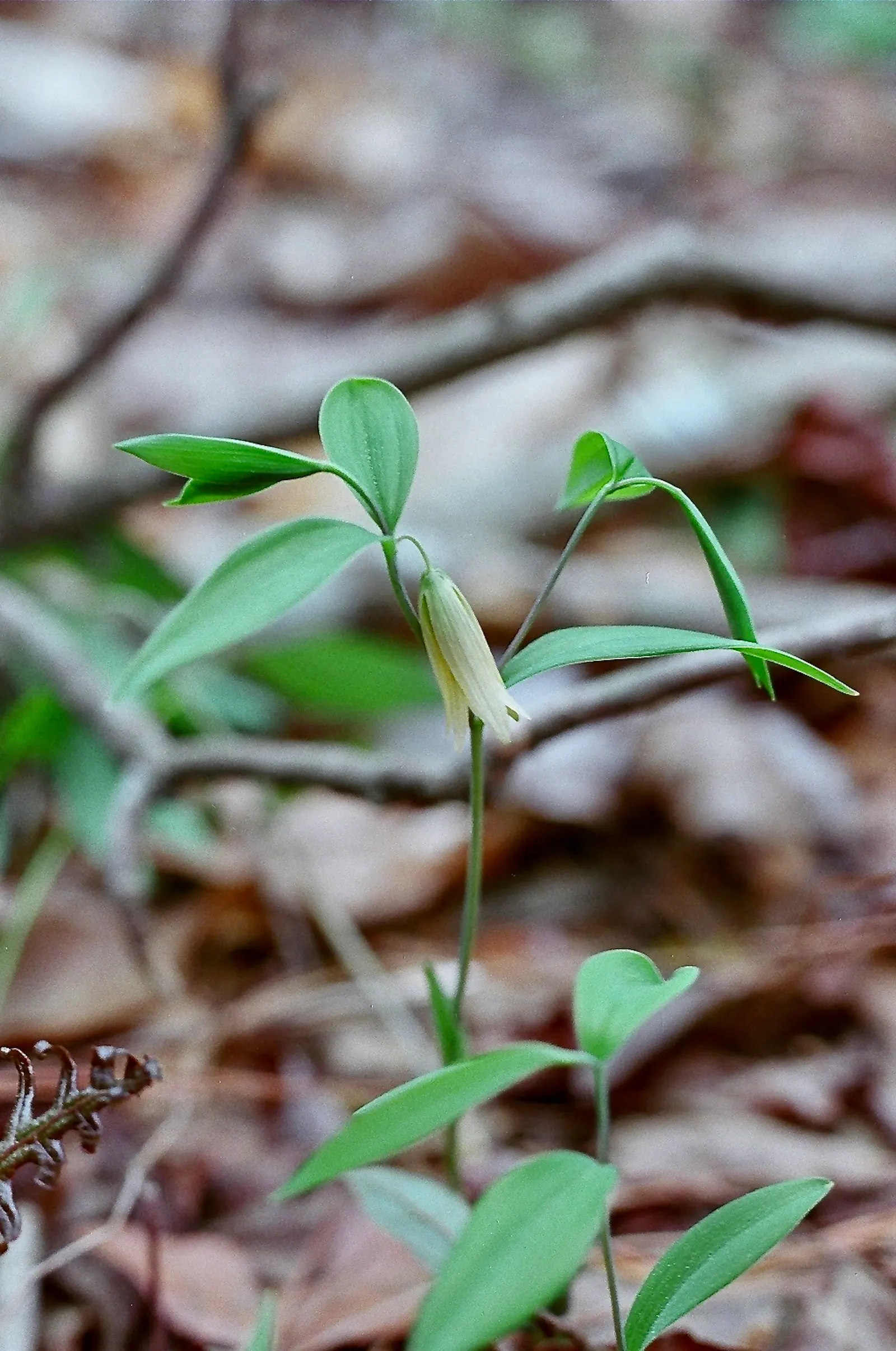 Bellwort (Uvularia Grandiflora) — These bell-shaped blooms not only offer a subtle aesthetic quality but also attract a variety of pollinators