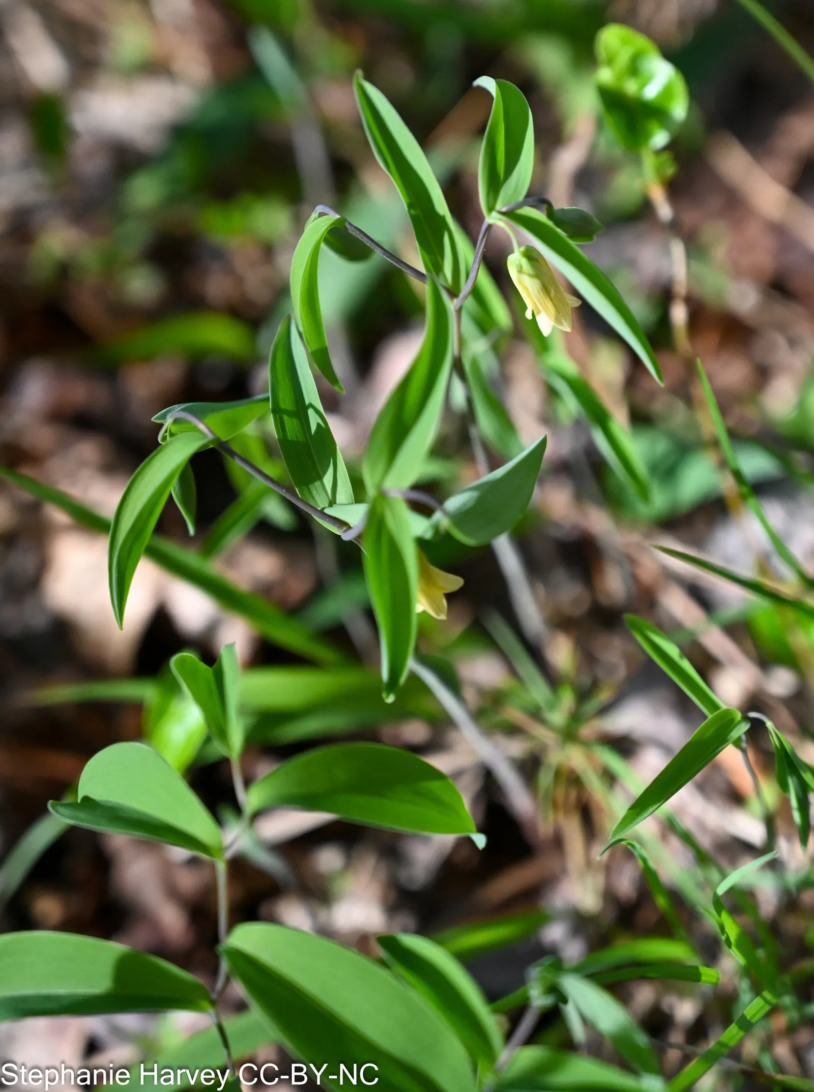 Bellwort (Uvularia Grandiflora) — including bees and butterflies.<br><br>Maintenance for the bellwort is minimal