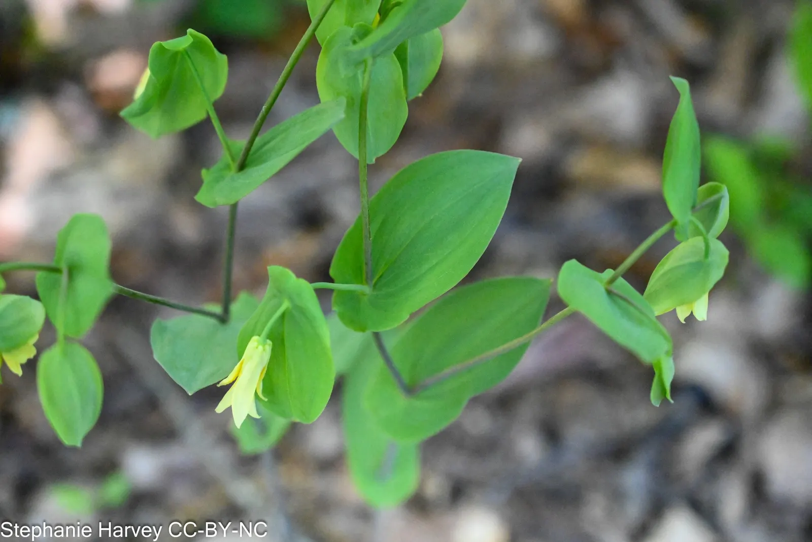 Bellwort (Uvularia Grandiflora) — yellow flowers in the garden; naturalistic accent to shade gardens, image 113
