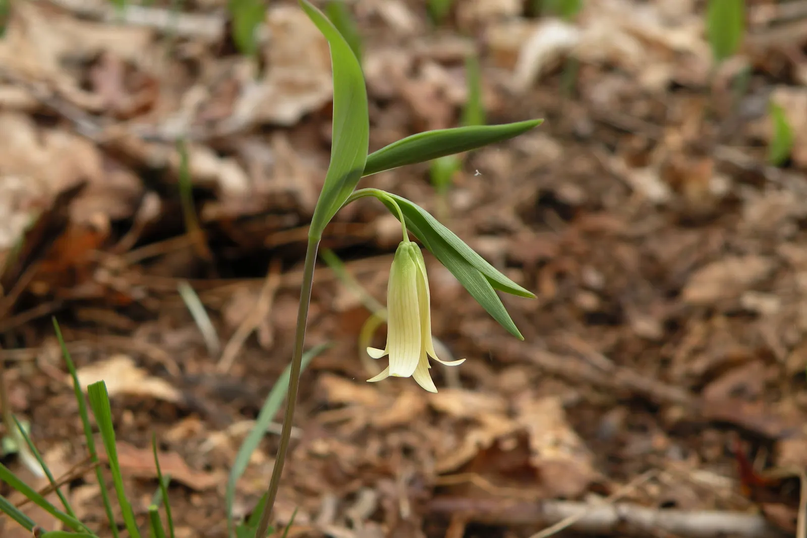 Bellwort (Uvularia Grandiflora) — woodland aesthetic for the client to enjoy; bulb / perennial with yellow blooms, image 112
