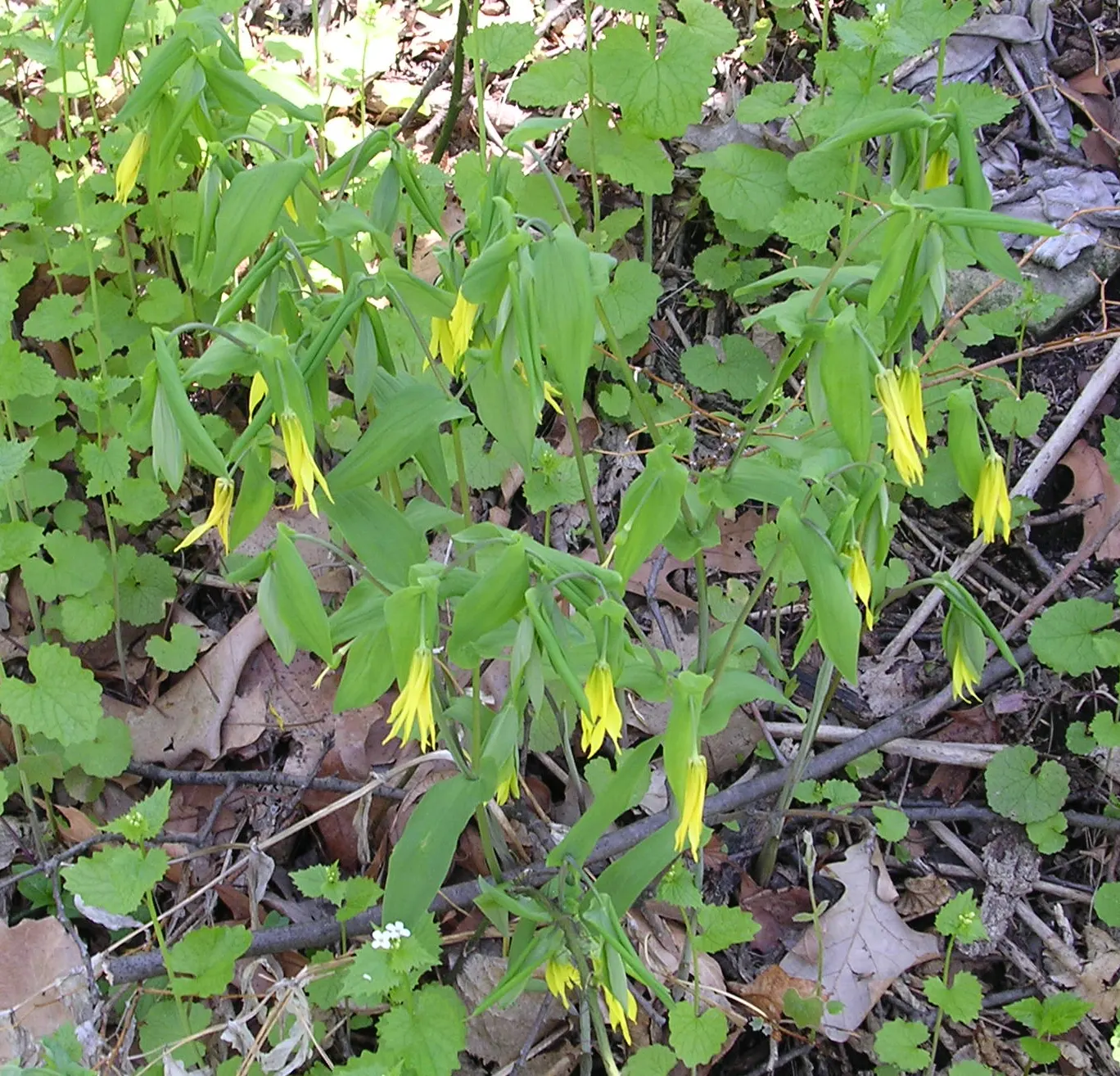 Bellwort (Uvularia Grandiflora) — Preferring partial to full shade and moist; a component of the Colchicaceae family, image 74