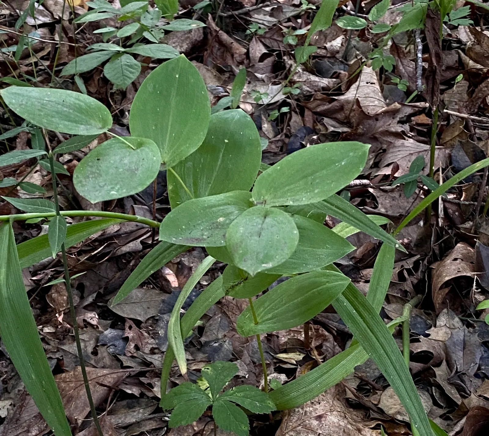 Bellwort (Uvularia Grandiflora) — These bell-shaped blooms not only offer a subtle aesthetic quality but also attract a variety of pollinators, image 63