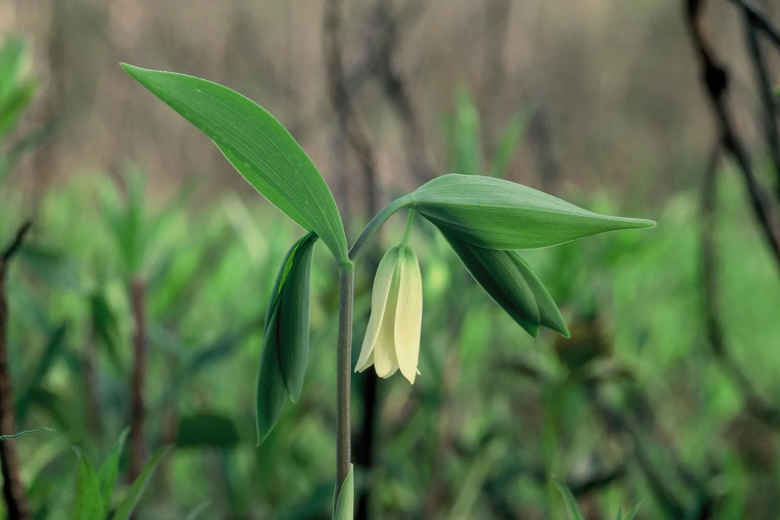 Bellwort (Uvularia Grandiflora) — commonly known as Bellwort or Large-flowered Bellwort; its lance-shaped leaves clasp the stem, giving a twisted, image 93