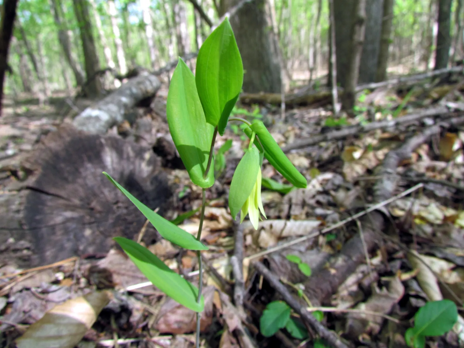 Bellwort (Uvularia Grandiflora) — bulb / perennial with yellow blooms; making it a perfect understory plant for woodland or naturalized garden settings