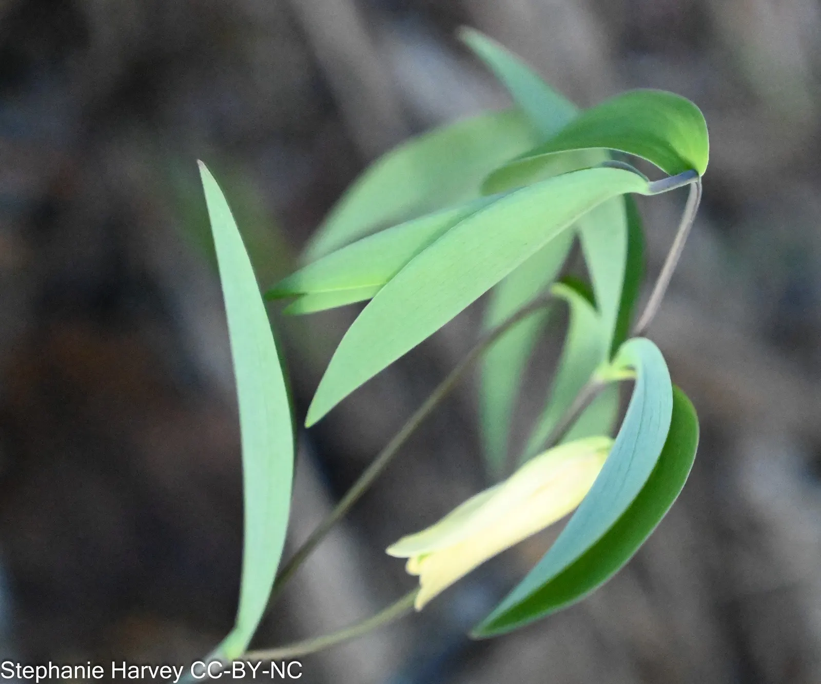Bellwort (Uvularia Grandiflora) — These bell-shaped blooms not only offer a subtle aesthetic quality but also attract a variety of pollinators, image 86