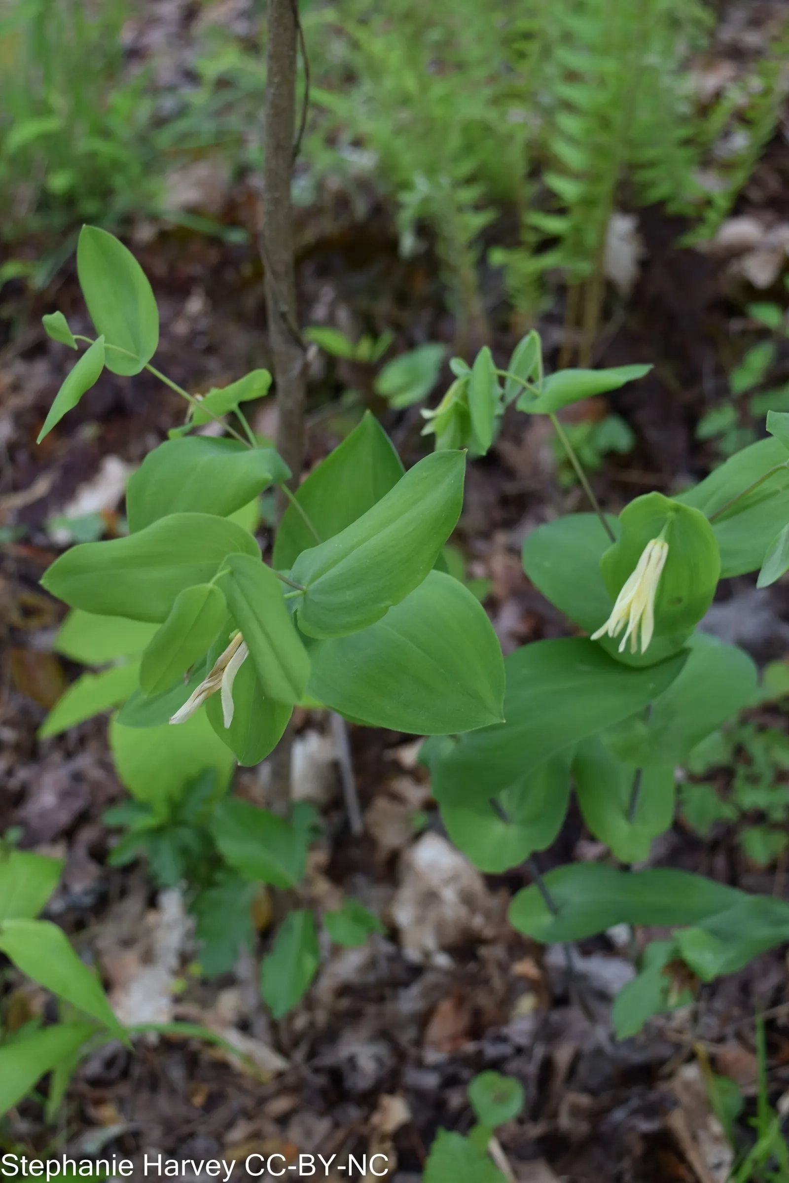 Bellwort (Uvularia Grandiflora) — where its serene flowers and foliage can provide a natural; the bellwort produces pendulous, image 65