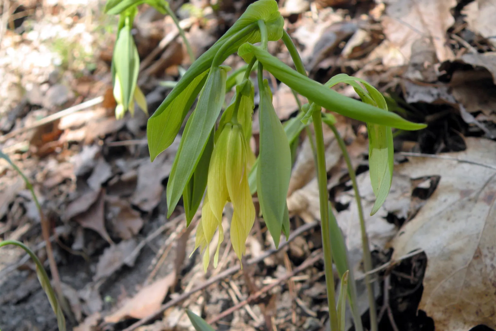 Bellwort (Uvularia Grandiflora) — Preferring partial to full shade and moist; a component of the Colchicaceae family, image 120