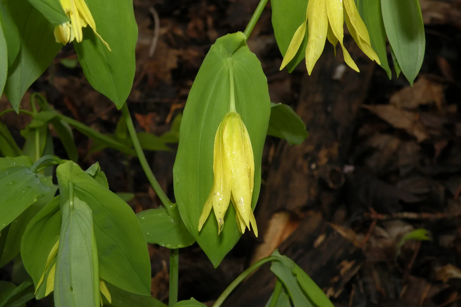 Bellwort (Uvularia Grandiflora) — woodland aesthetic for the client to enjoy; bulb / perennial with yellow blooms, image 66