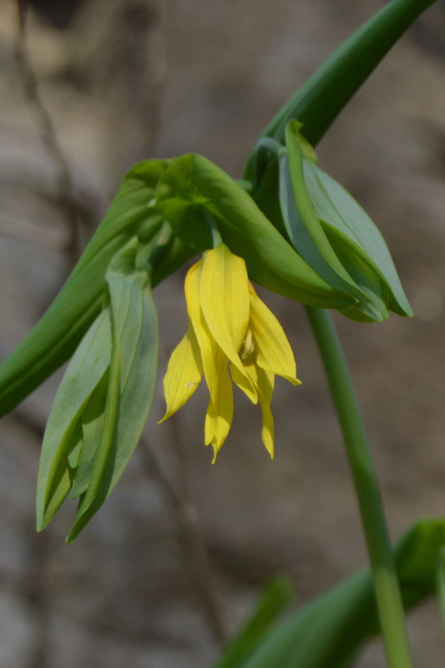 Bellwort (Uvularia Grandiflora) — is a charming herbaceous perennial indigenous to Eastern North America; also commonly known as large-flowered, image 54