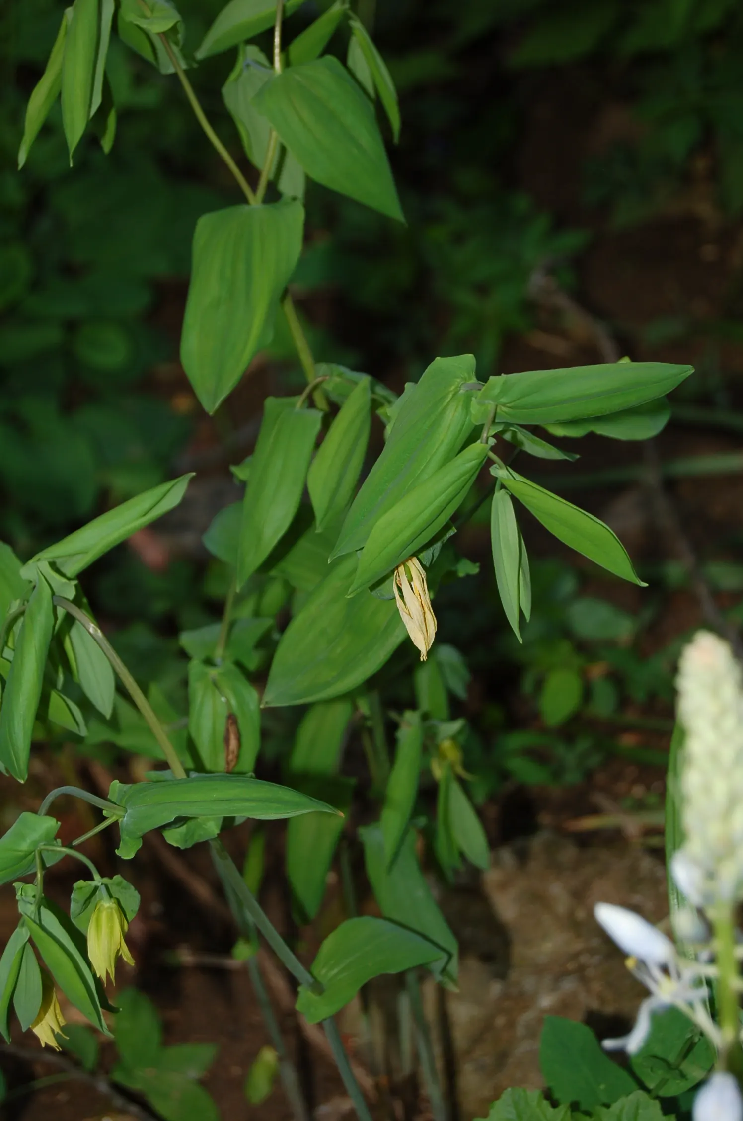 Bellwort (Uvularia Grandiflora) — It boasts pendulous, bell-shaped yellow flowers up to 2 inches long in spring; including bees and, image 72
