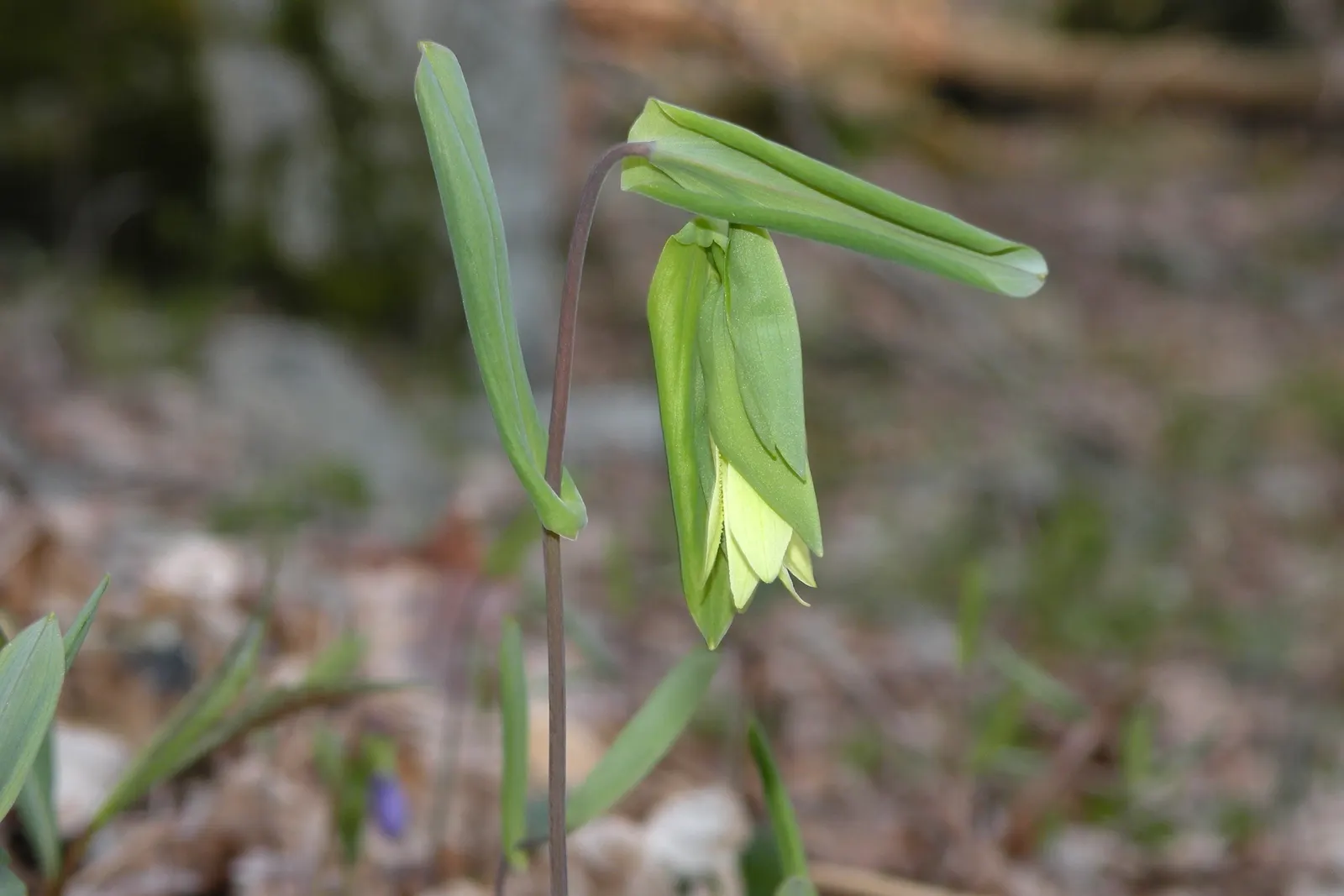 Bellwort (Uvularia Grandiflora) — Its lance-shaped leaves clasp the stem, giving a twisted appearance; is a charming woodland perennial reaching, image 73
