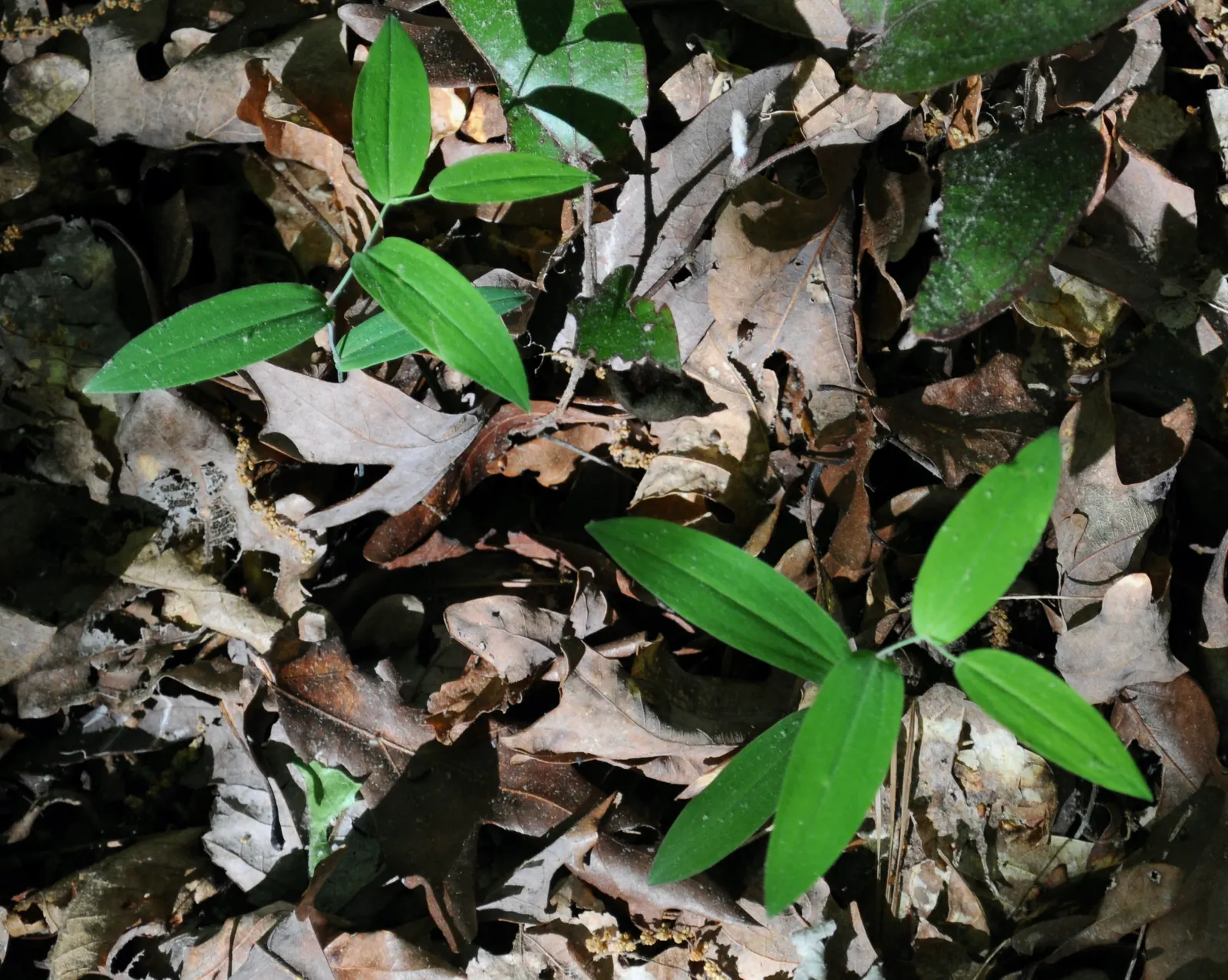 Bellwort (Uvularia Grandiflora) — it thrives in USDA hardiness zones 3 through 9; yellow flowers in the garden