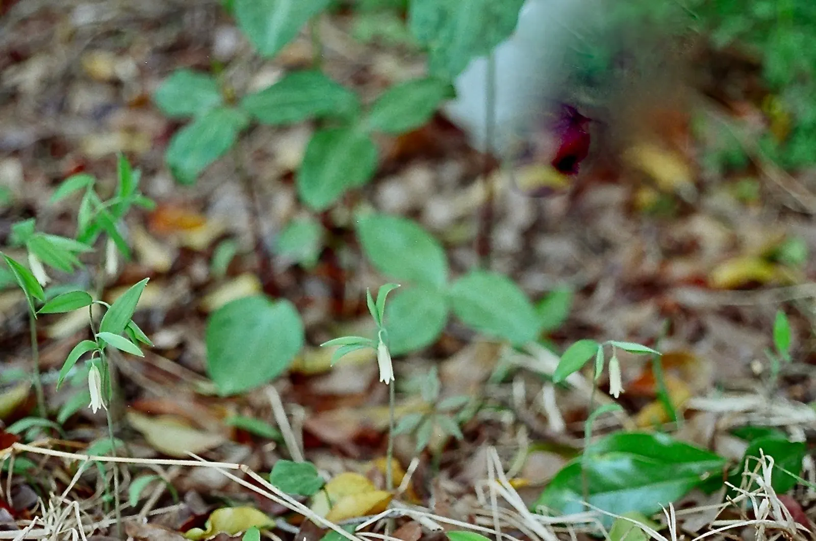 Bellwort (Uvularia Grandiflora) — the bellwort produces pendulous